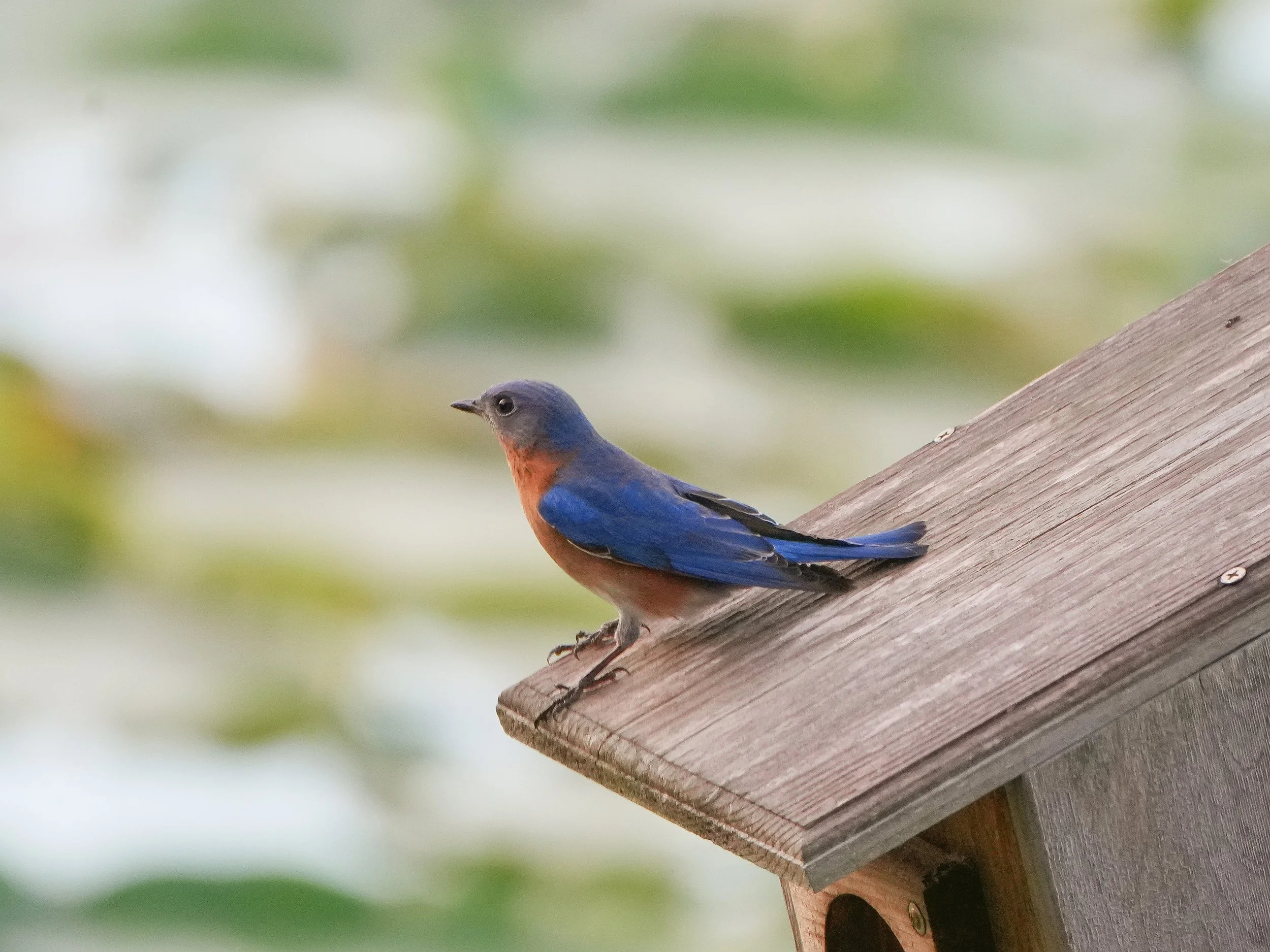 2026-1-10 -Bluebird - male 0b.jpg