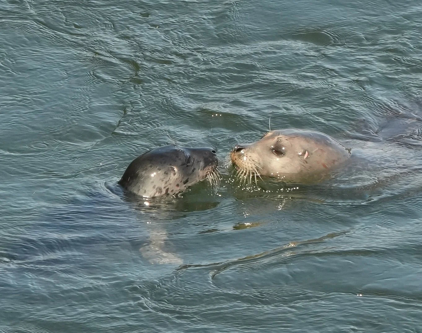 2026-8-9 - Two seals kissing at Ballard Locks small.jpg