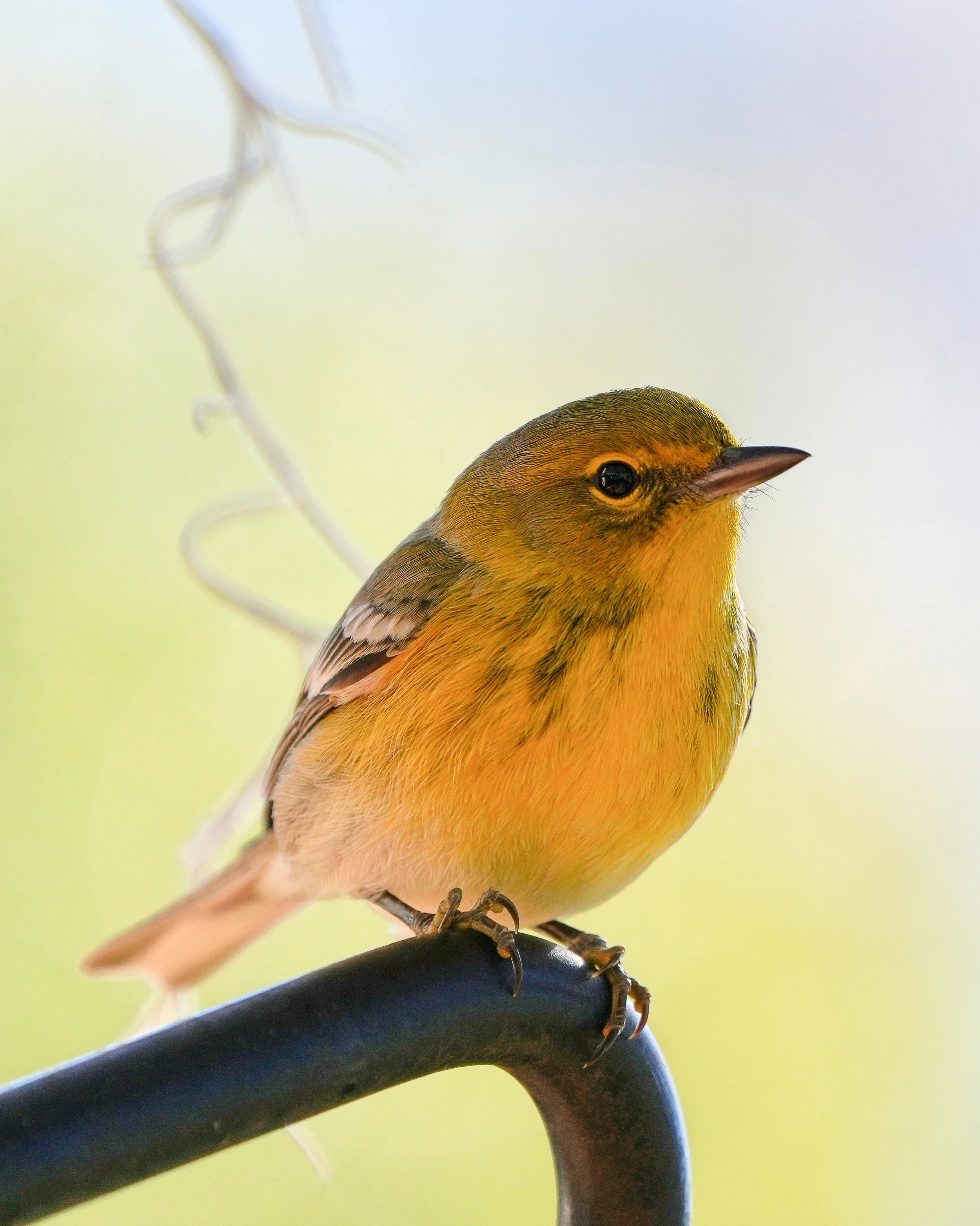 Day 20: A Pine Warbler perched on the bird feeder pole in the early morning light this morning. 