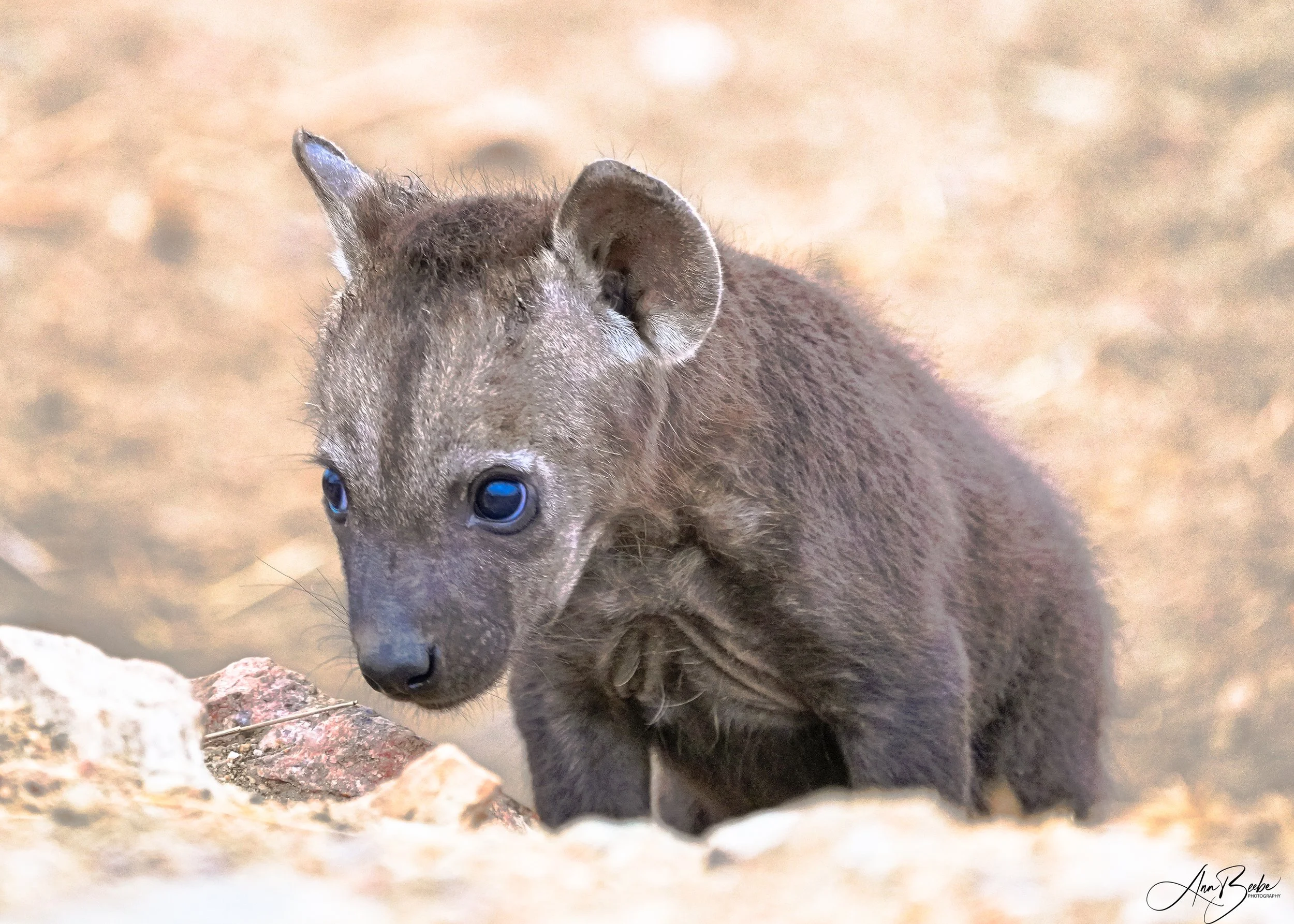 Hyena cub 2 - signed.jpg