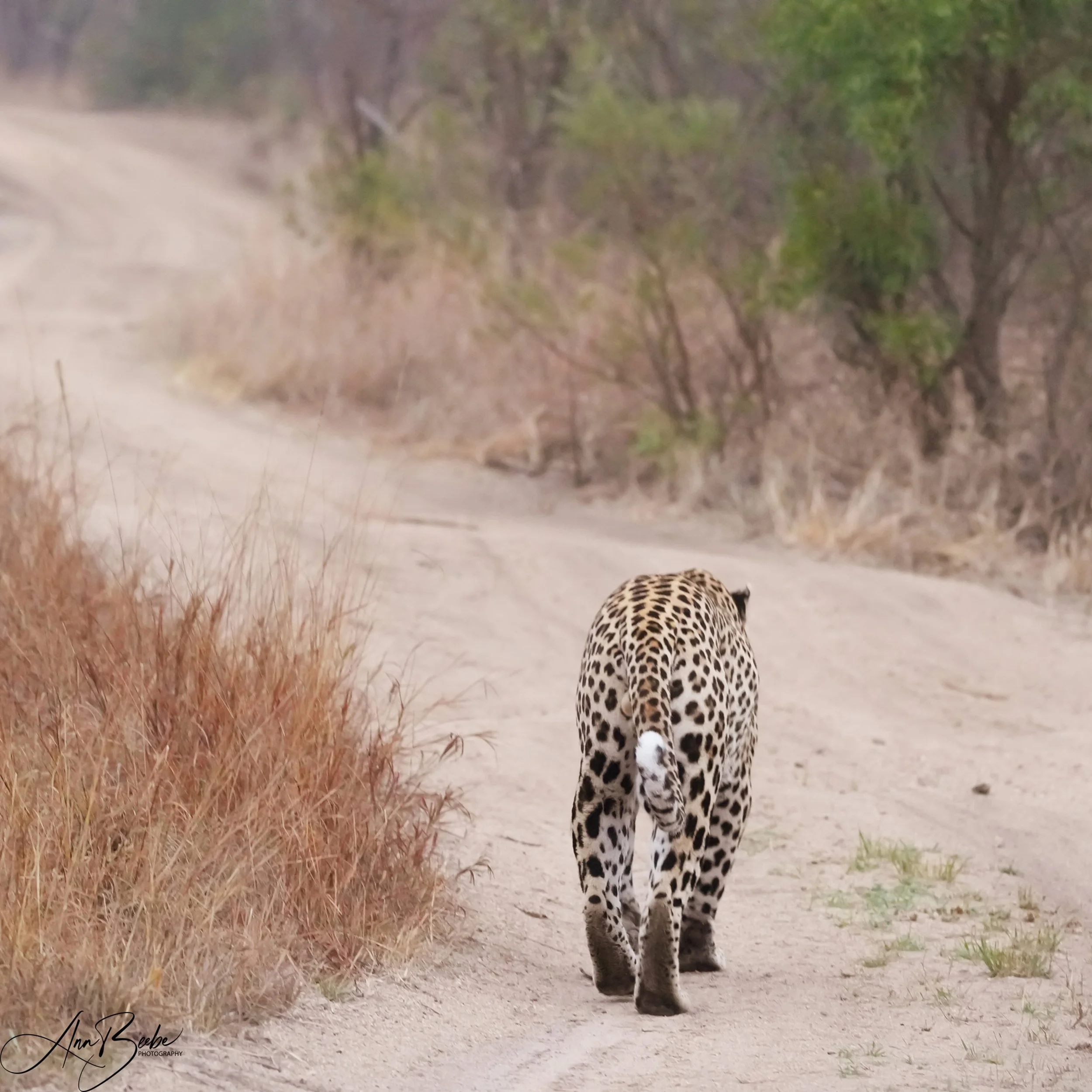 Leopard on road - Tortoise Pan Male - Arathusa - signed.jpg