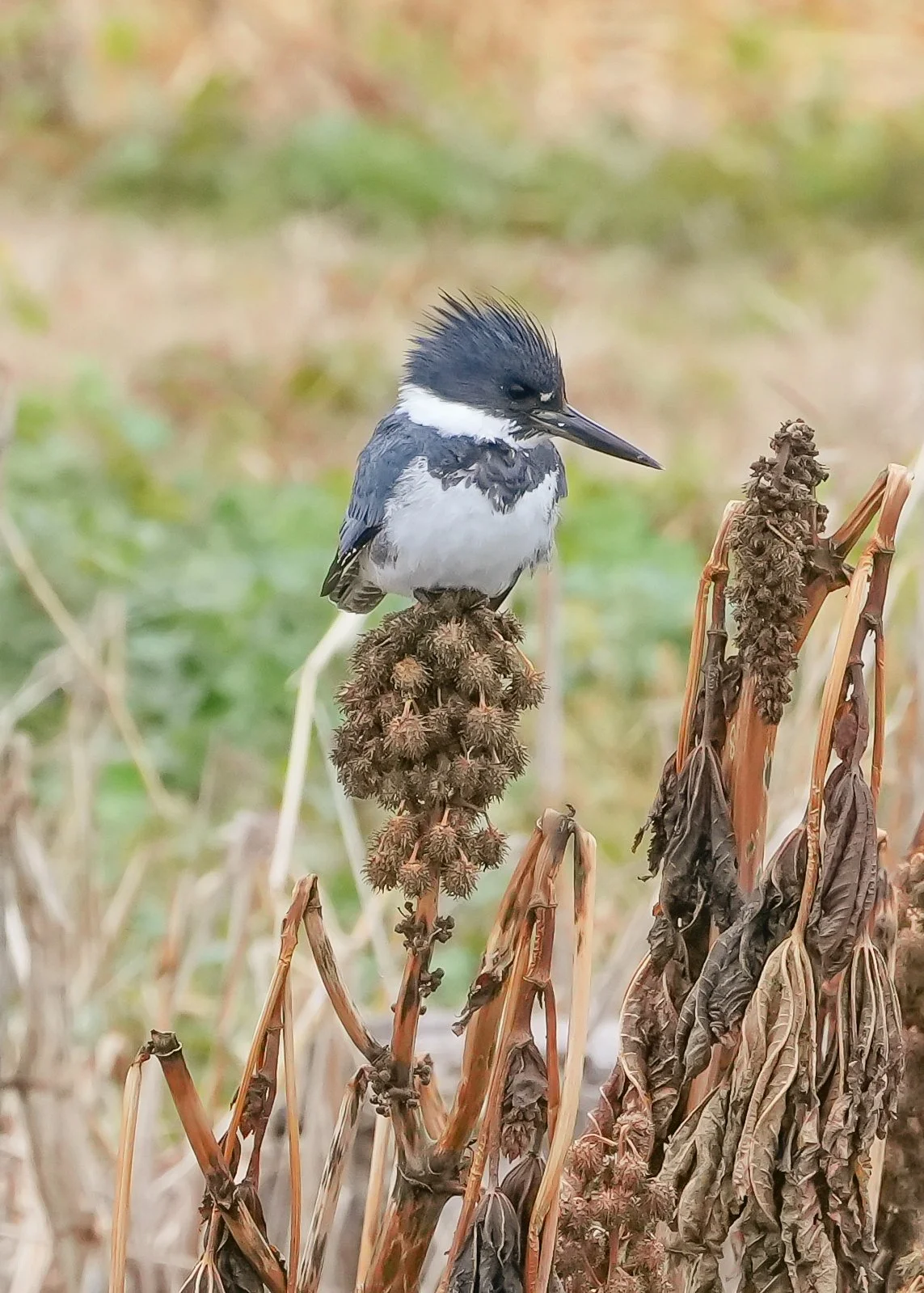 2026-2-17 - Belted Kingfisher.jpg