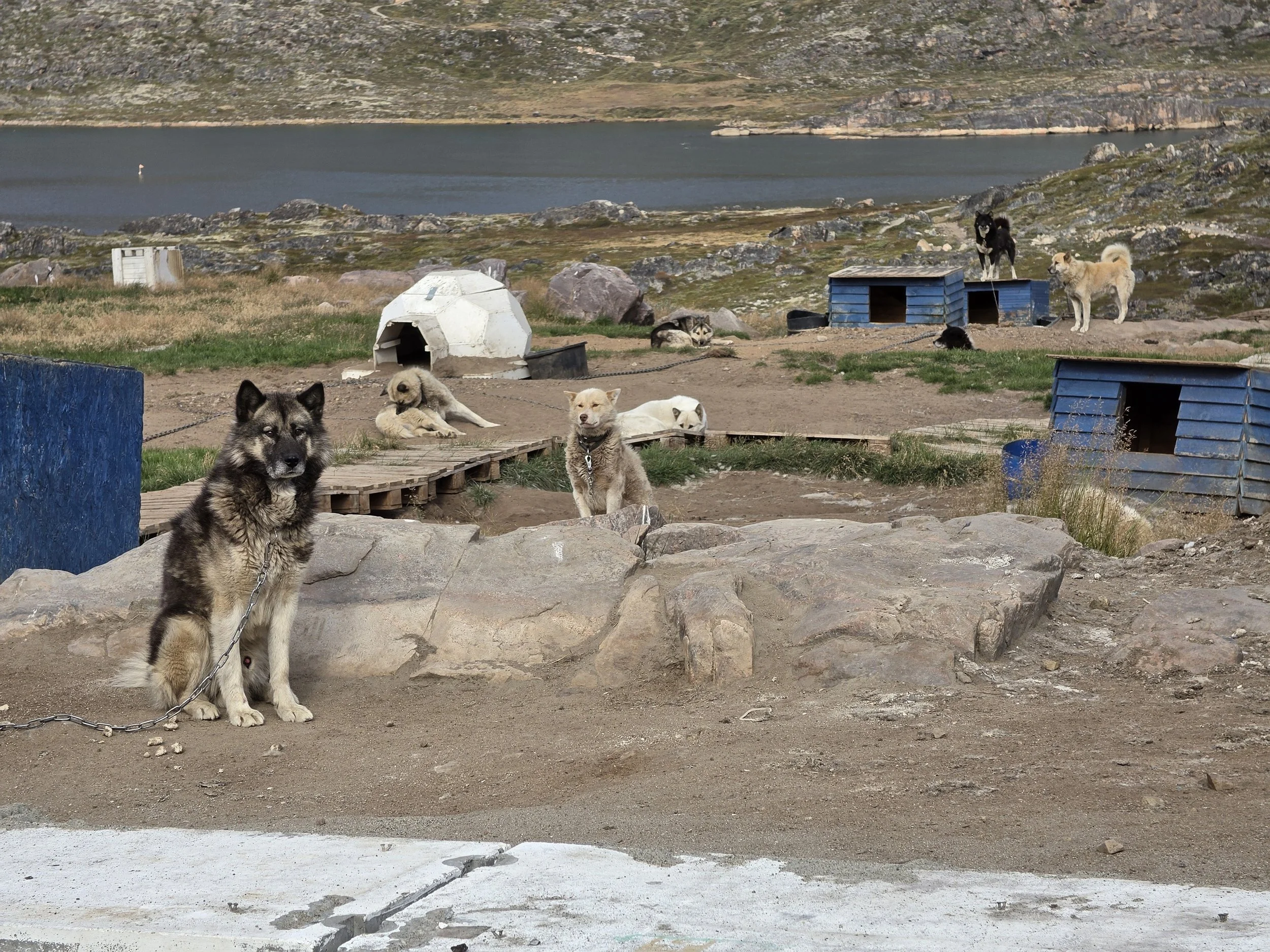 2026-9-1 - Sismiut - Dogtown 1.jpg