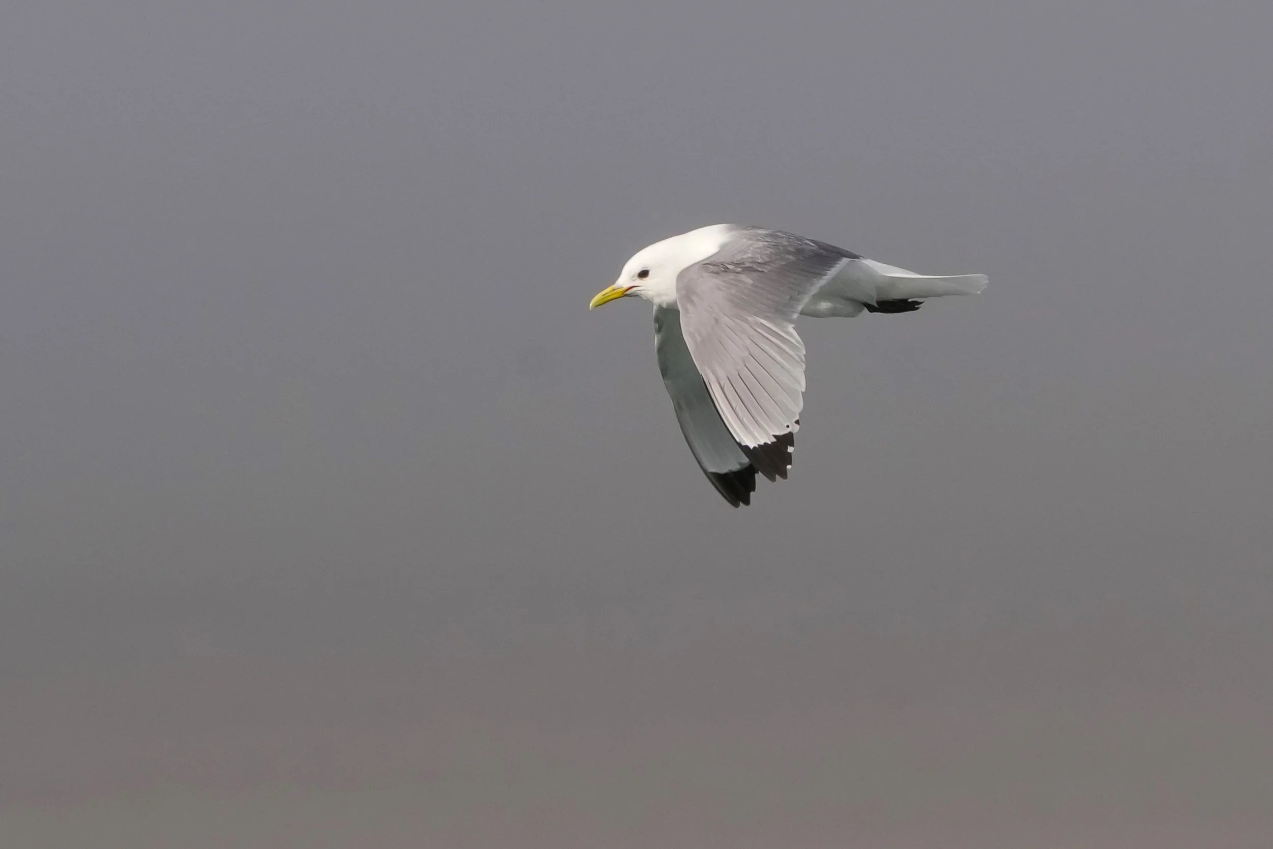 2026-8-25 - Port Leopold - Black-legged Kittiwake flying 4.jpg