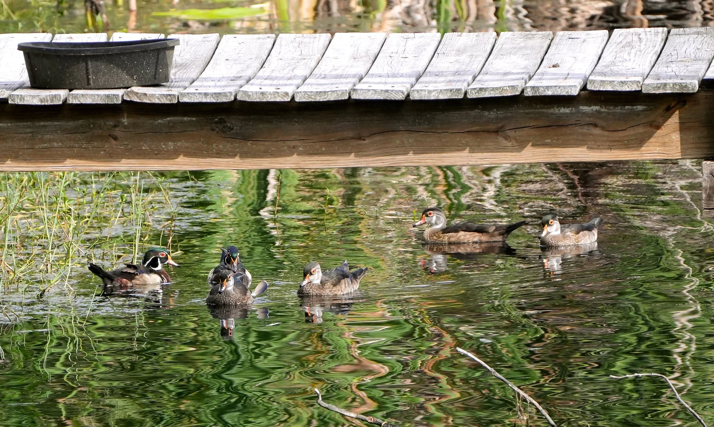 2026-7-18  - Wood Ducks under dock 2.jpg