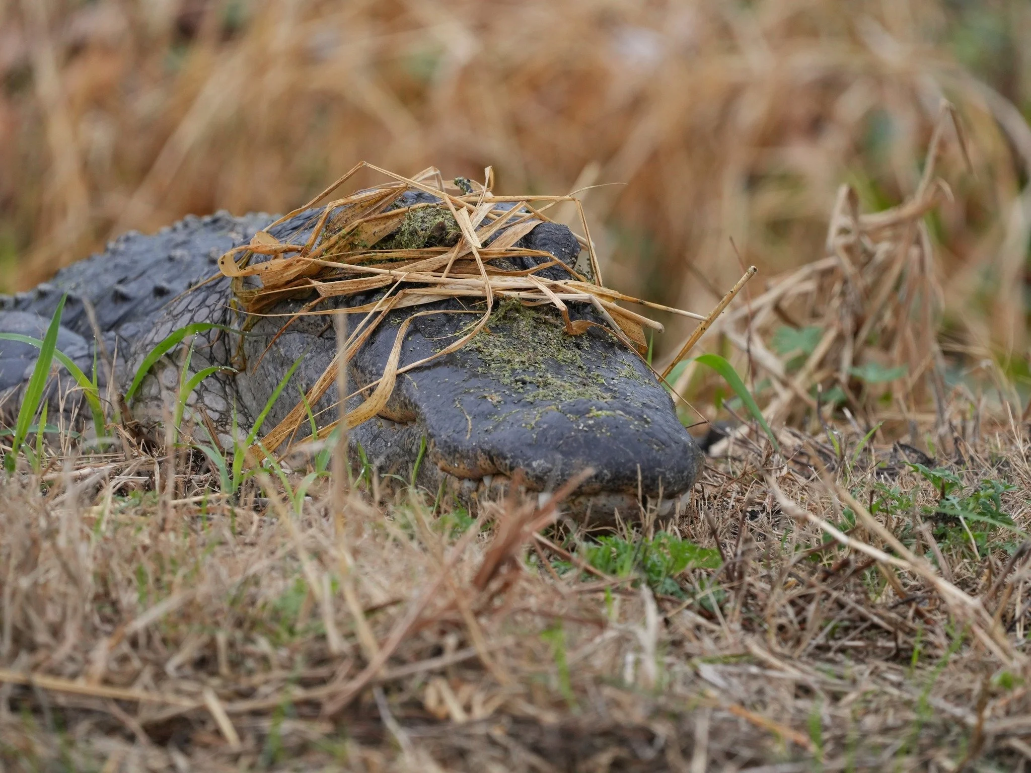 2026-2-16 - Gator in disguise.jpg