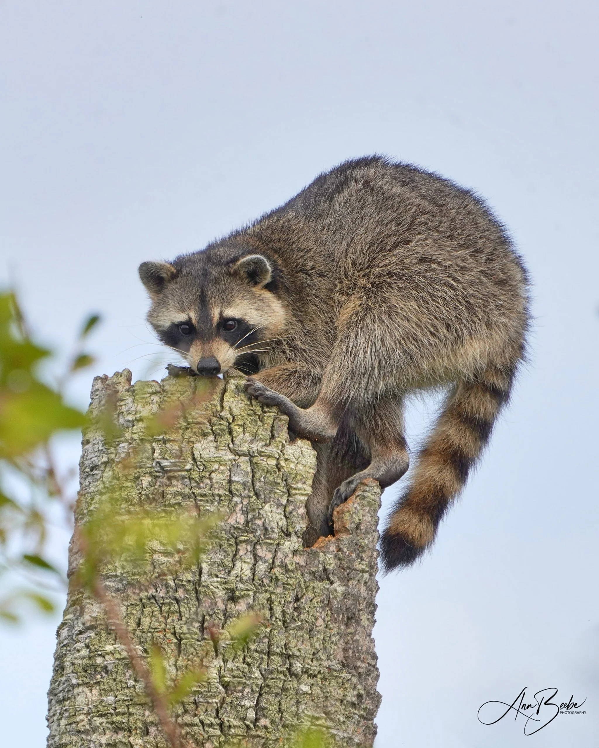 Raccoon in palm tree trunk nest - signed.jpg