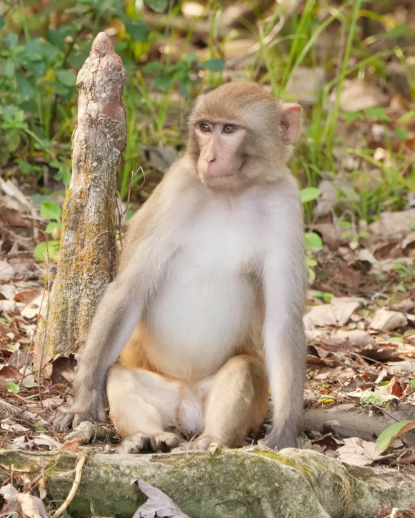 2026-2-19 - Rhesus Monkey.jpg