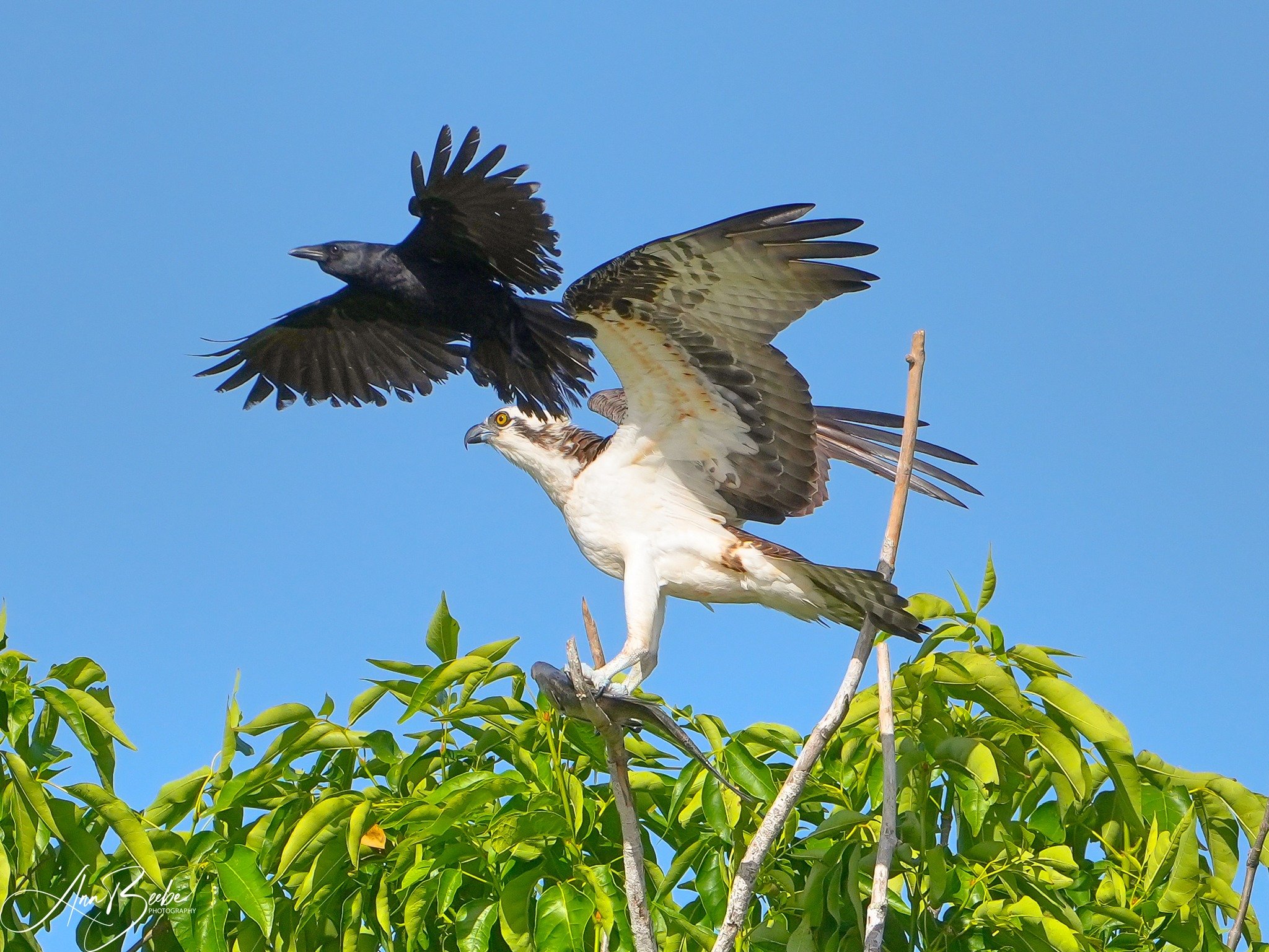2026-4-5 - Osprey with fish being mobbed by a crow.jpg