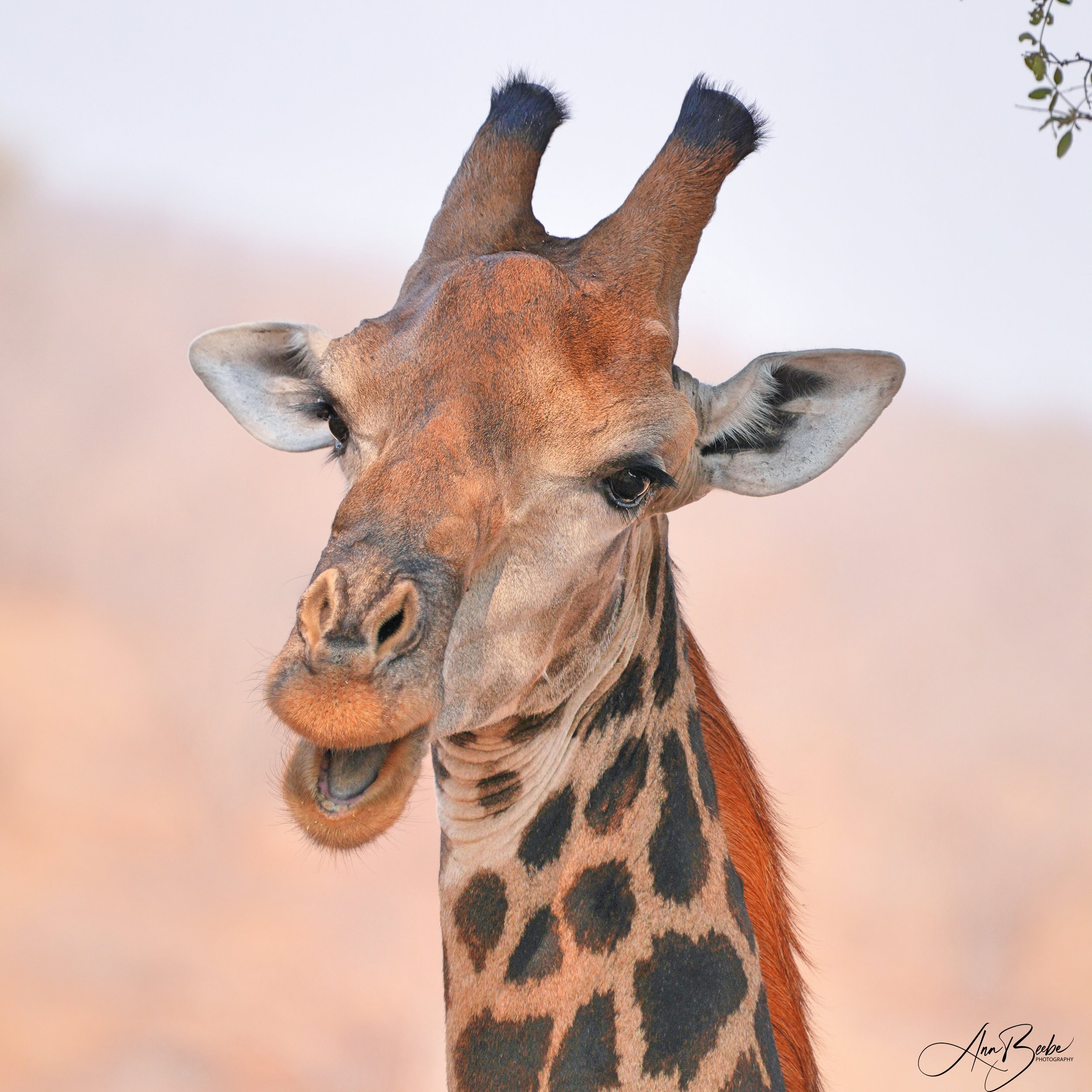 Giraffe portrait 1 - Kruger - signed.jpg