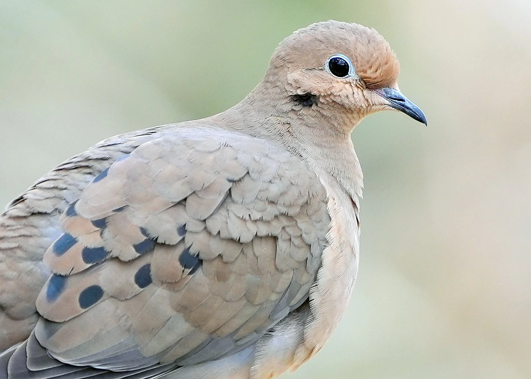 2026-2-11 - Mourning Dove 1.jpg