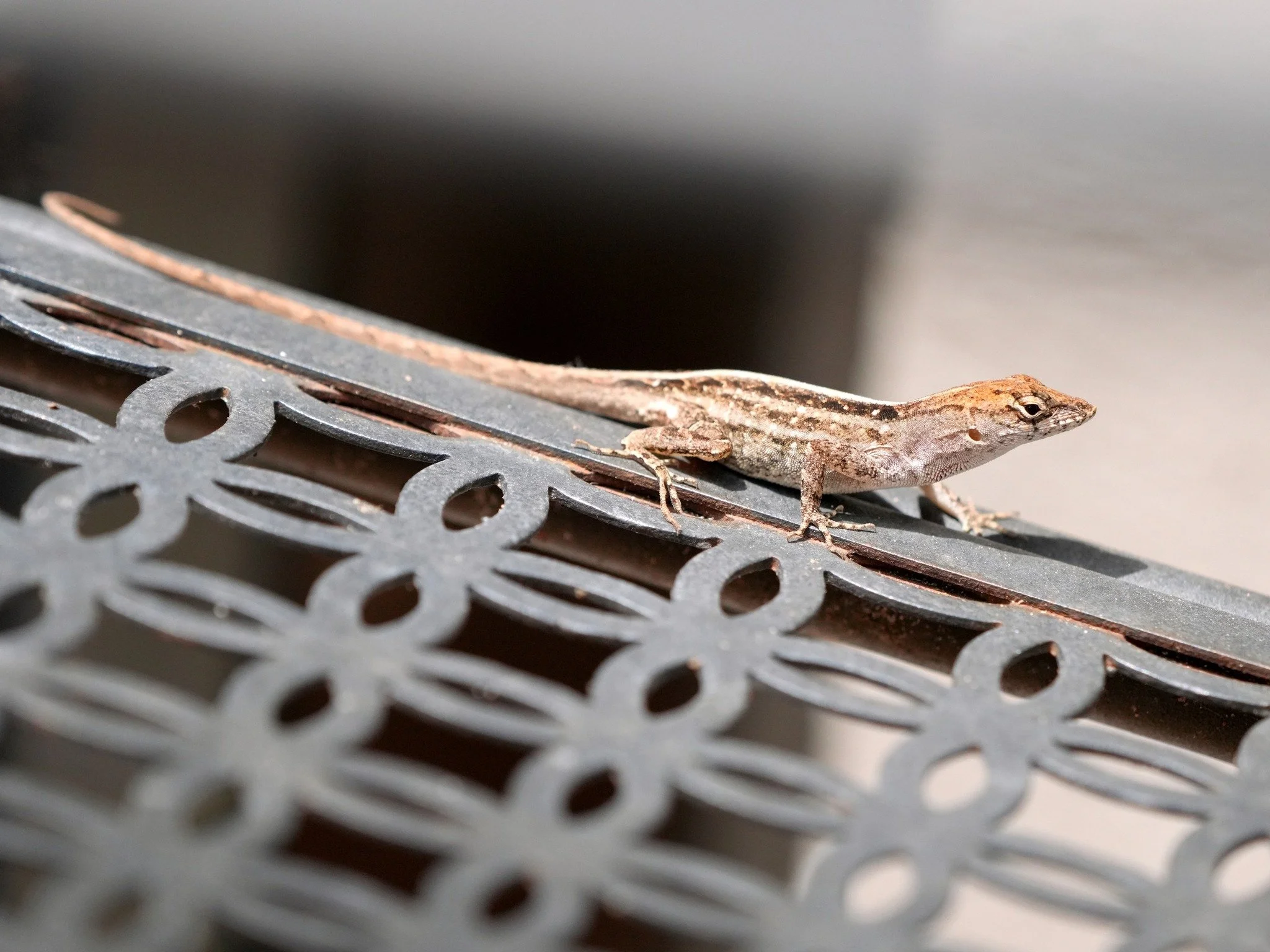 2026-4-15 - Brown Anole on patio chair.jpg