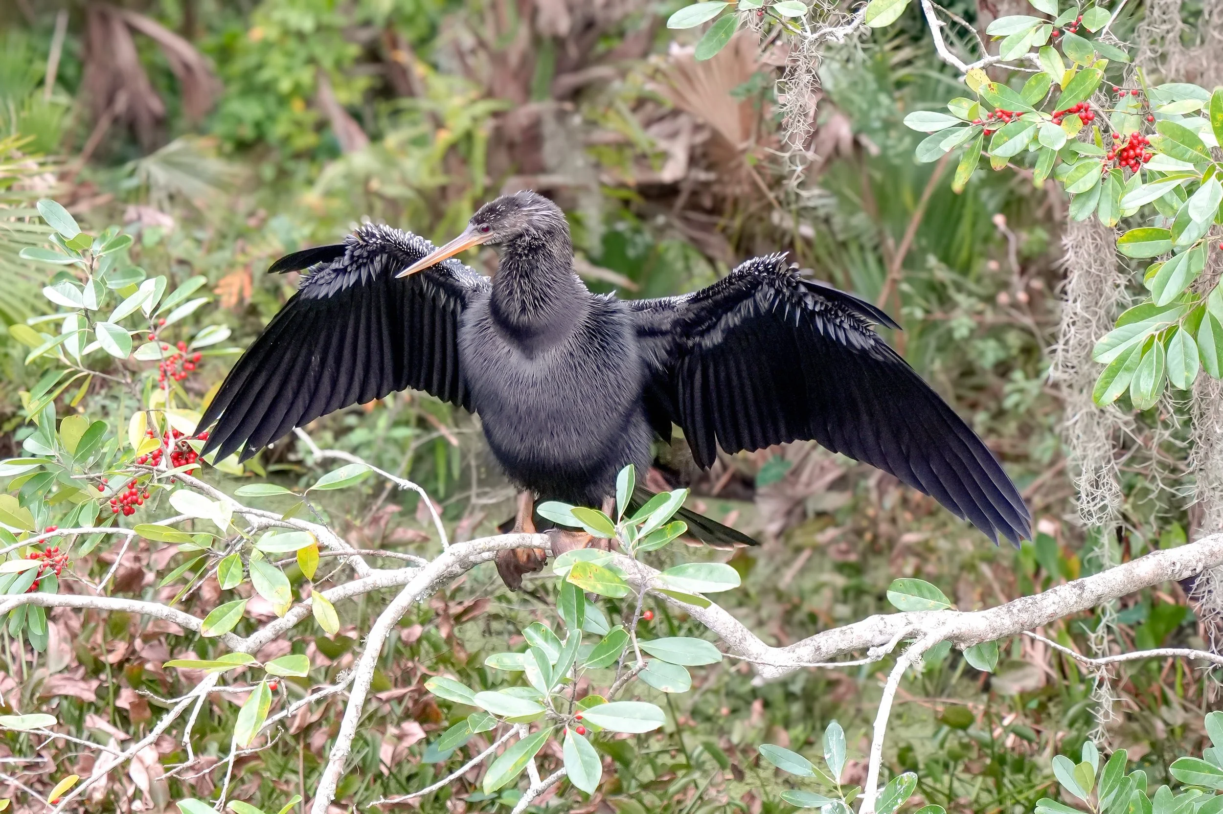 2026-1-4 - Mount Dora FL - Anhinga 0.jpg