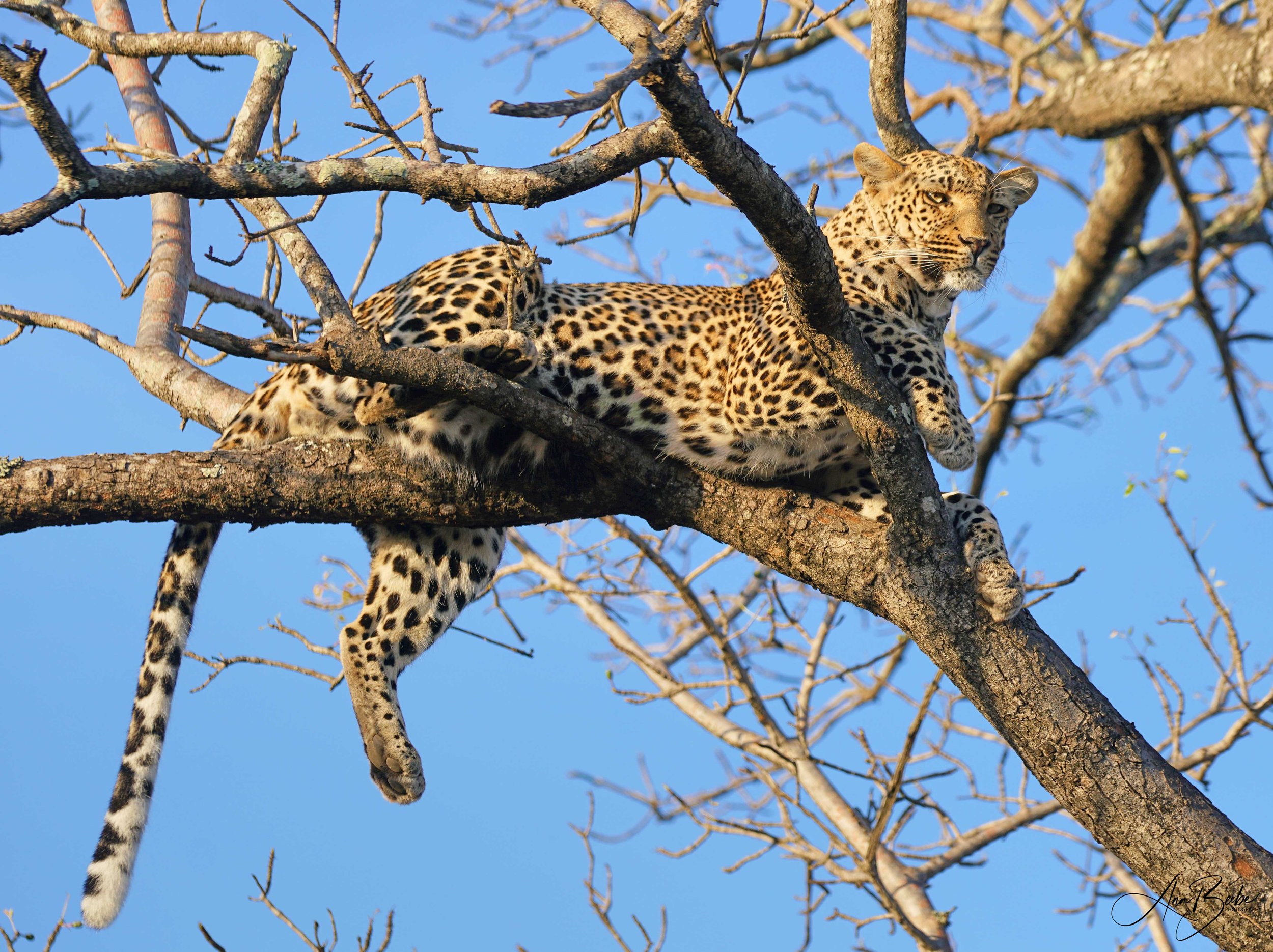 96 Xidulu in a tree - signed.jpg