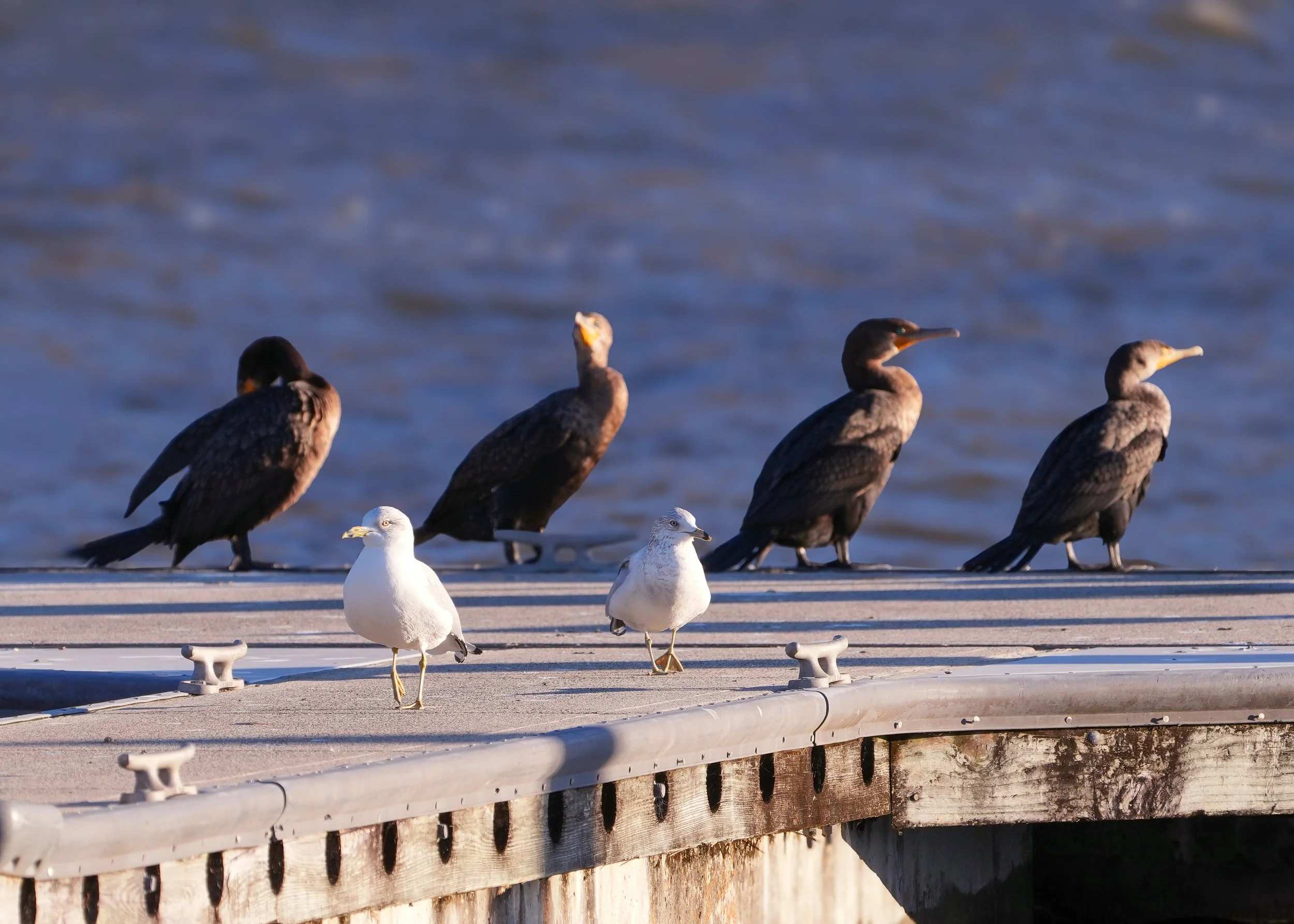 2026-1-15 - Seagull and Cormorants 0.jpg