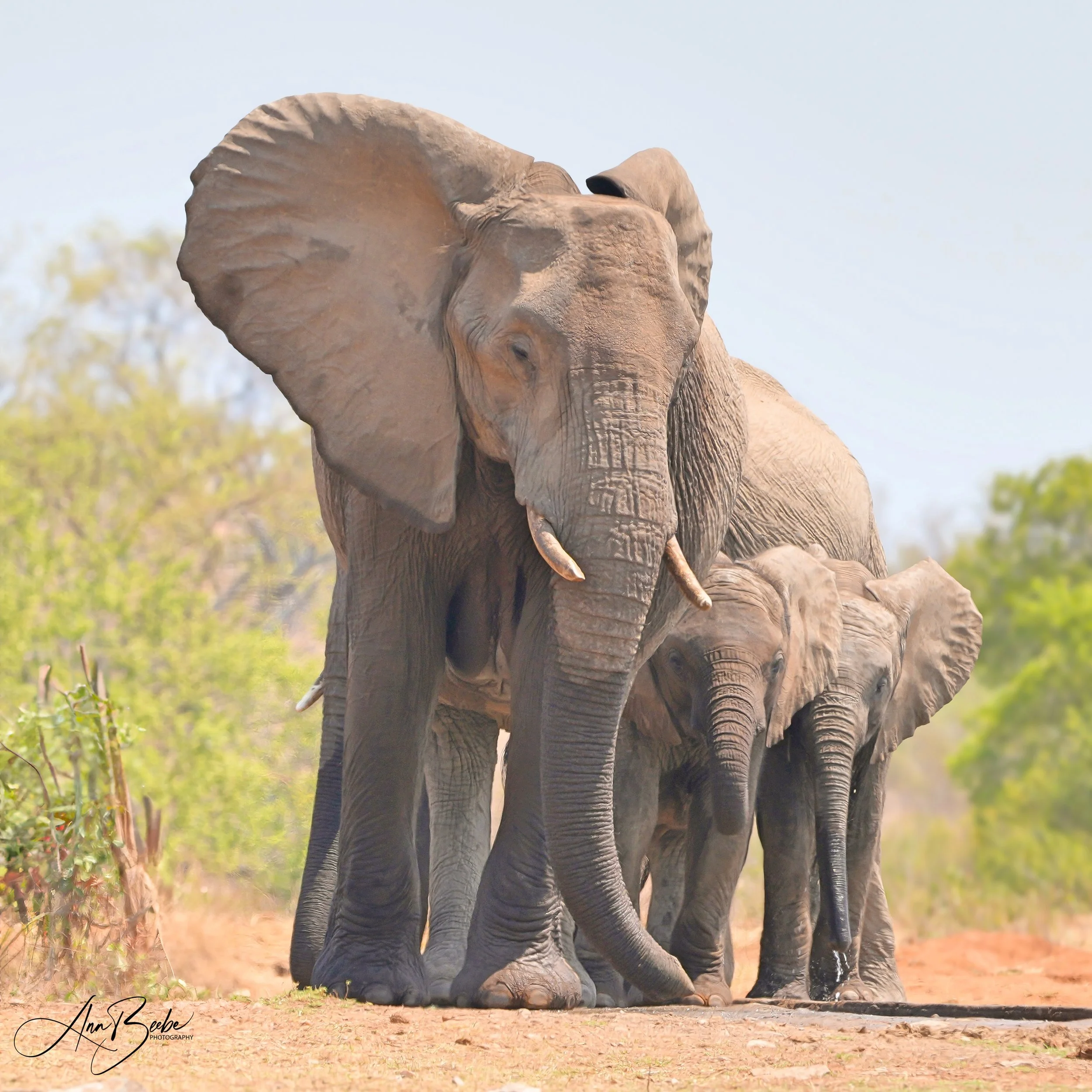 elephants 1 - Kruger - signed.jpg