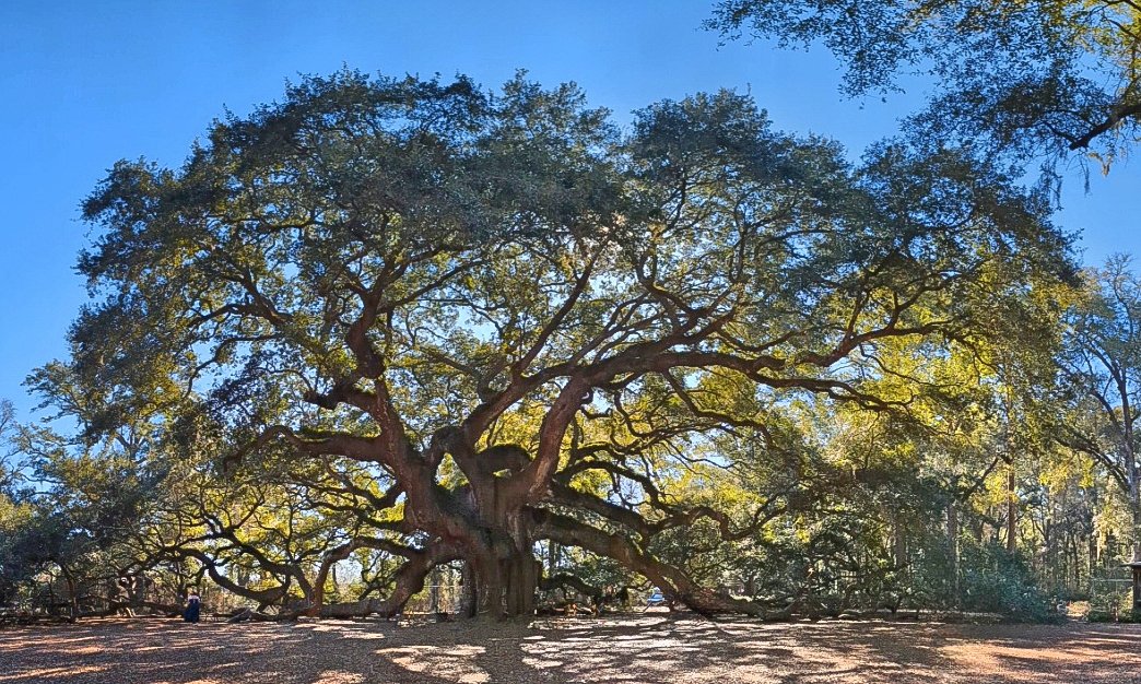 2026-2-7 - Angel Oak 0.jpg