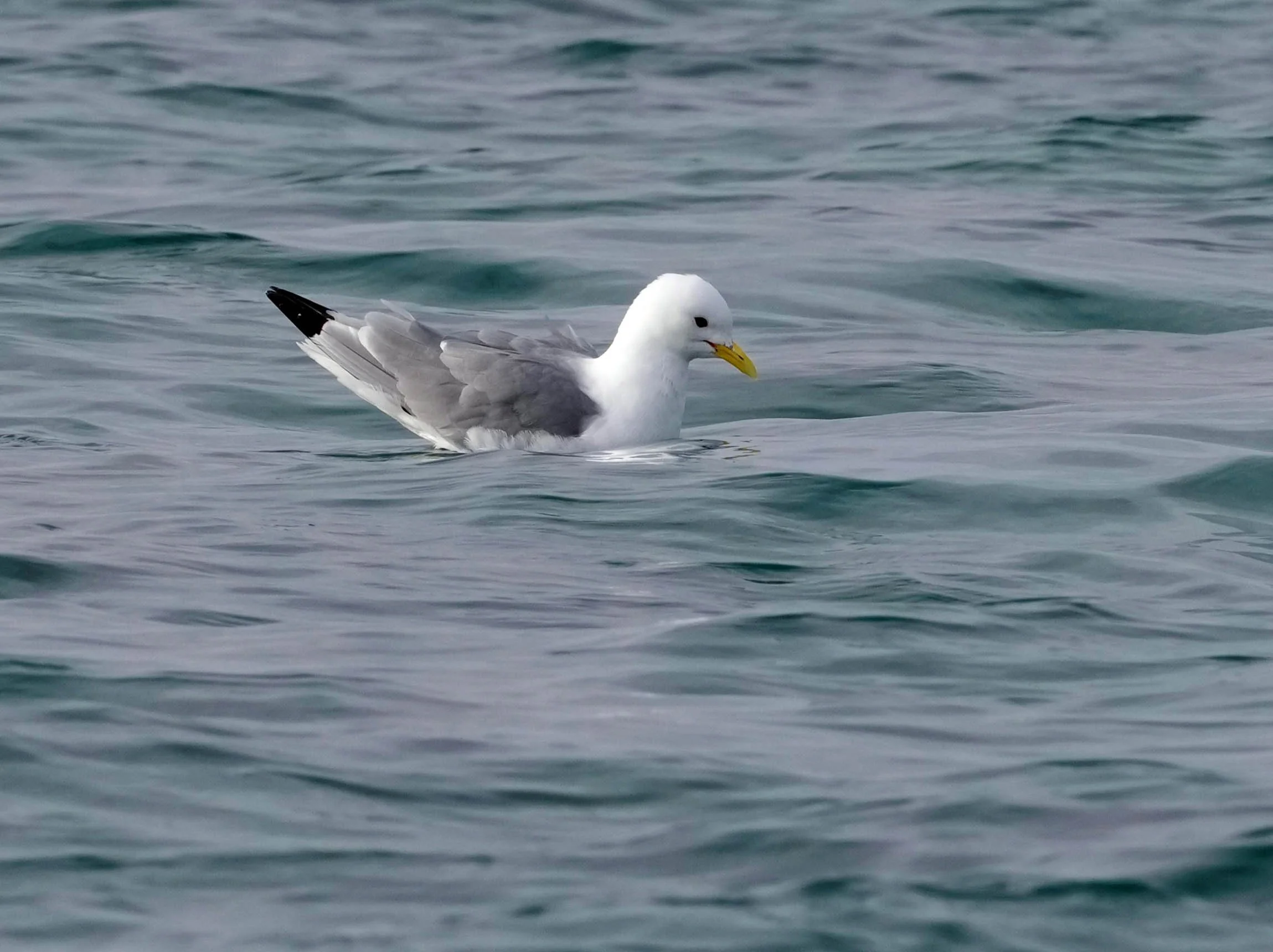 2026-8-25 - Port Leopold - Black Legged Kittiwake 1.jpg