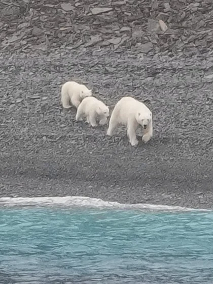 2026-8-26 - Radstock Bay - Polar Bears 000.JPG