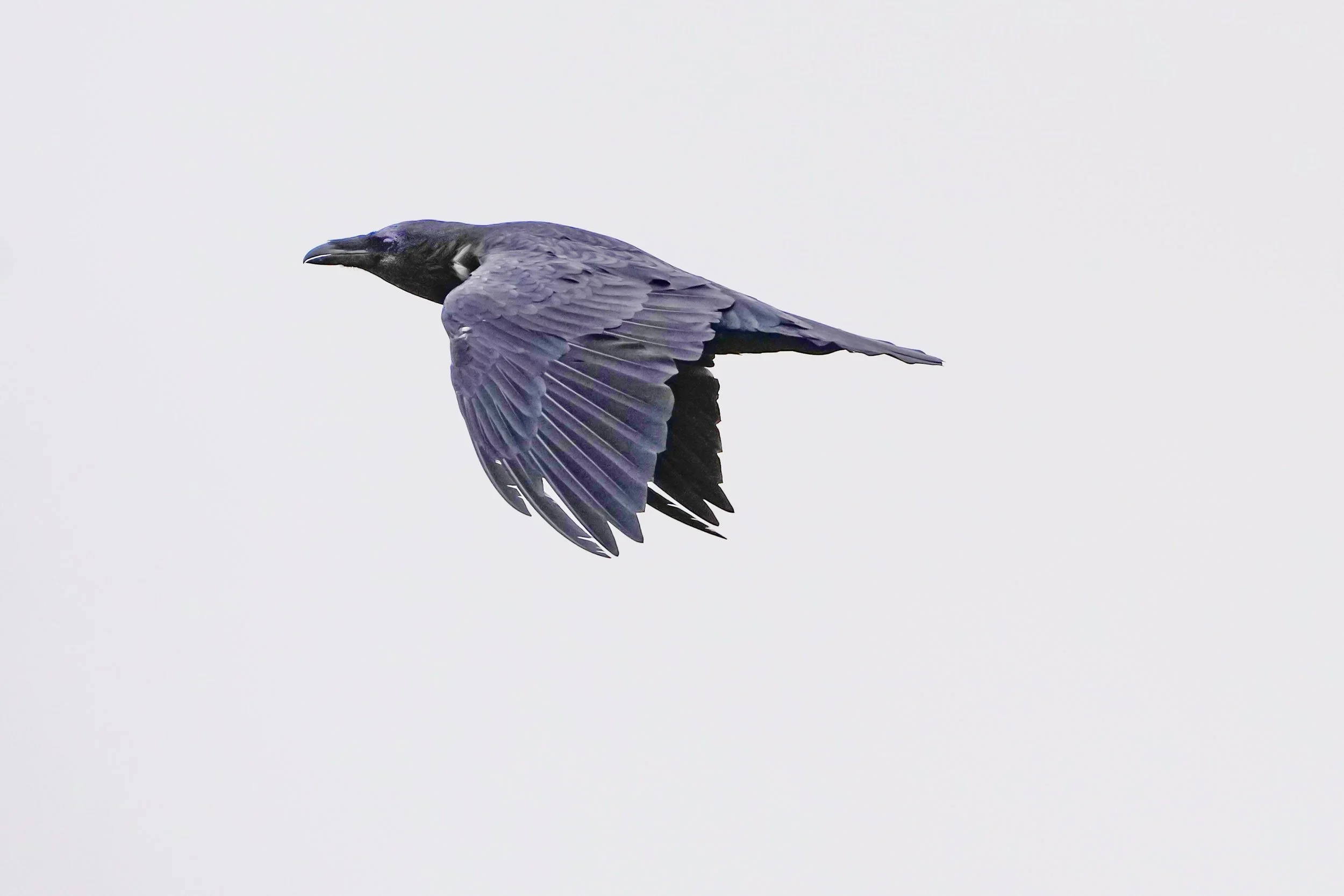 2026-8-20 - Raven in flight 2 - small.jpg