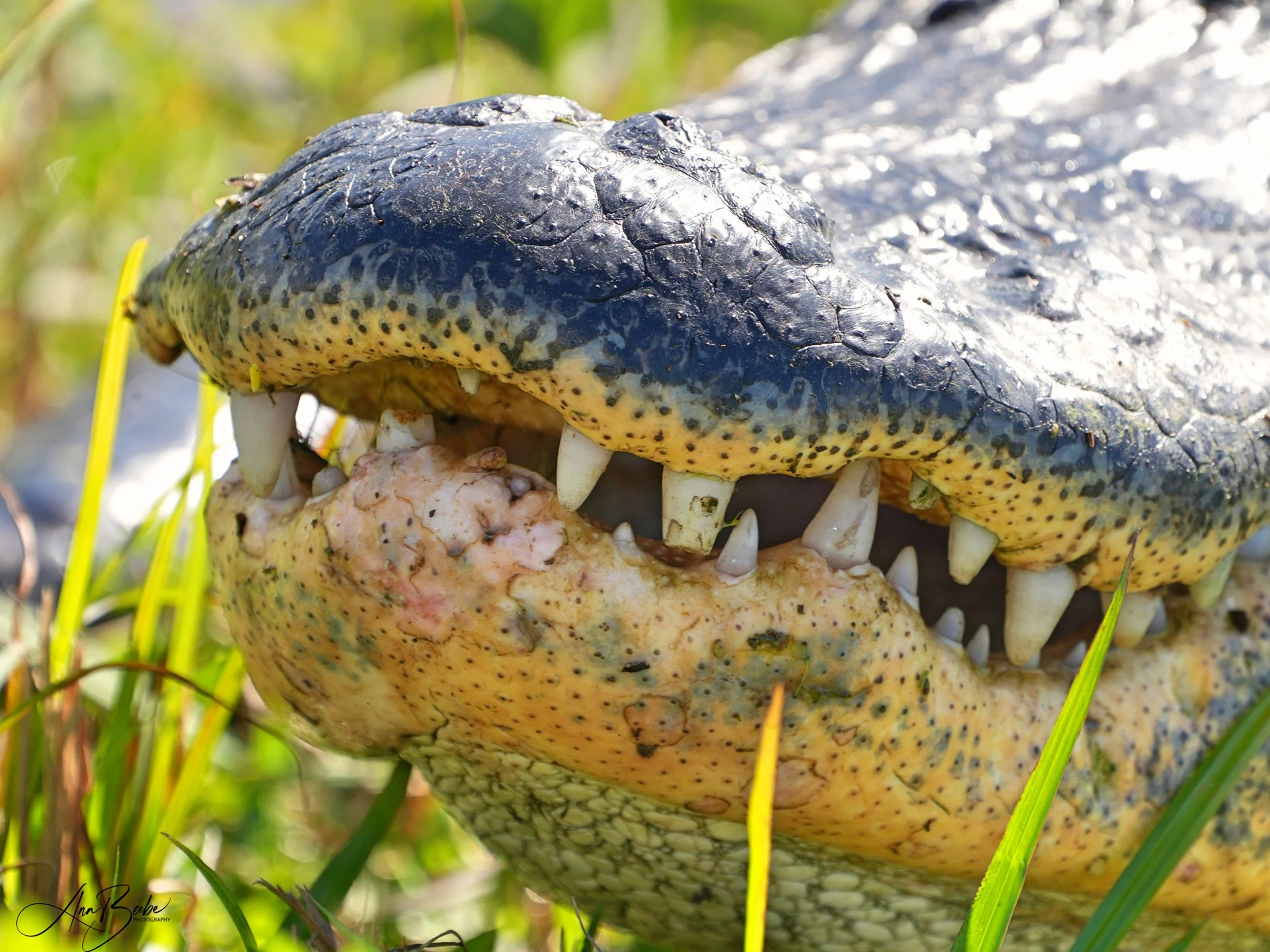 0 Gator teeth 2 - small - signed.jpg