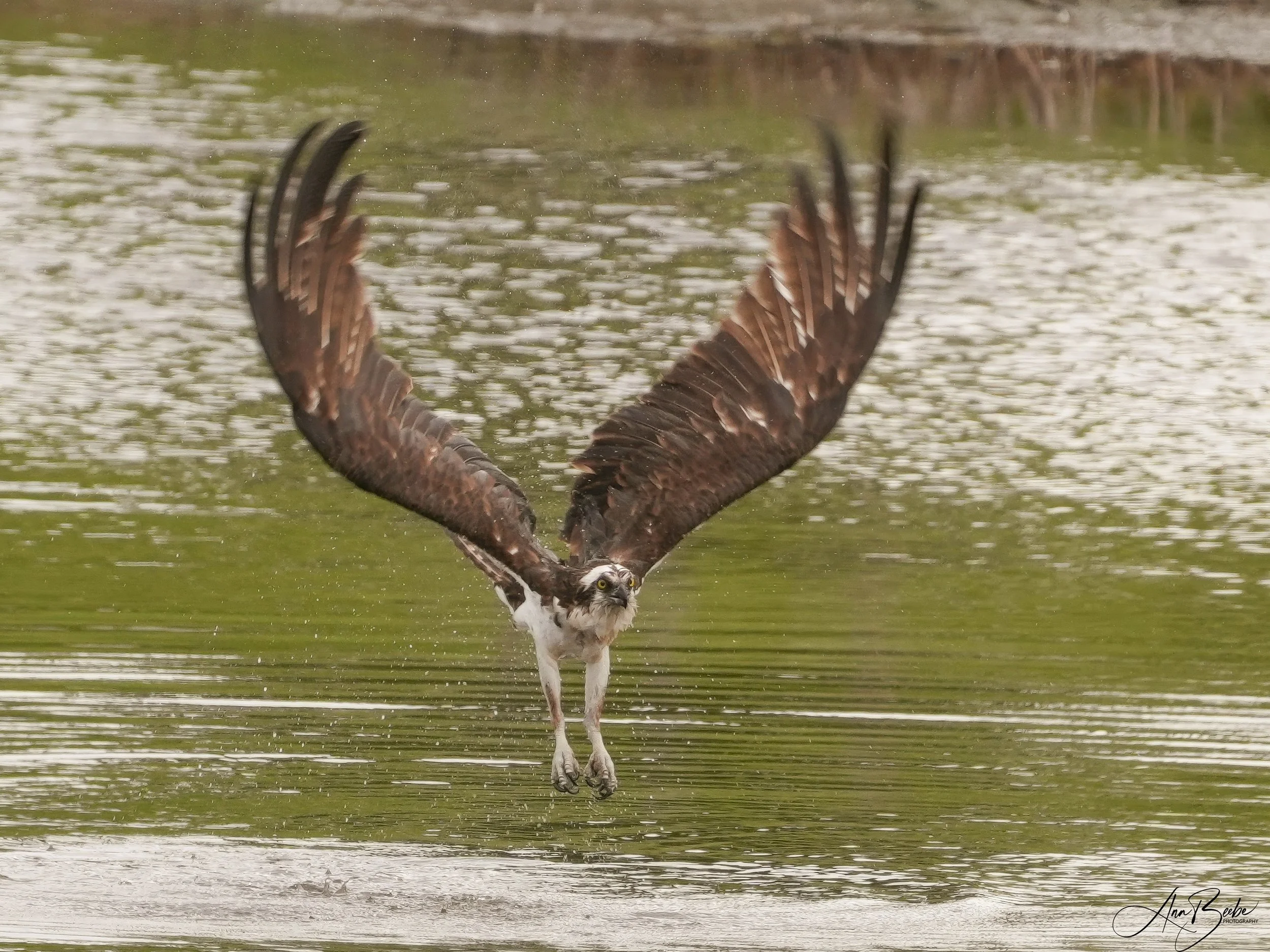 2026-6-10 - Mt Dora FL - Osprey taking off from a pond 0e signed - small.jpg