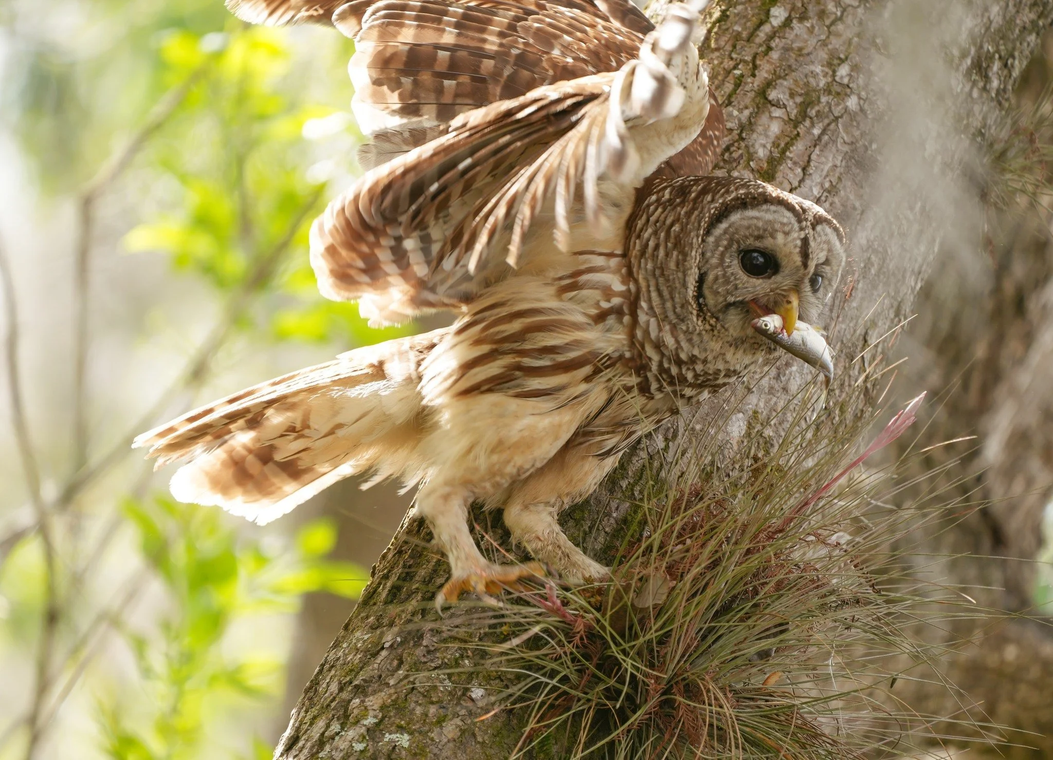 2026-3-4 - Barred Owl with fish.jpg