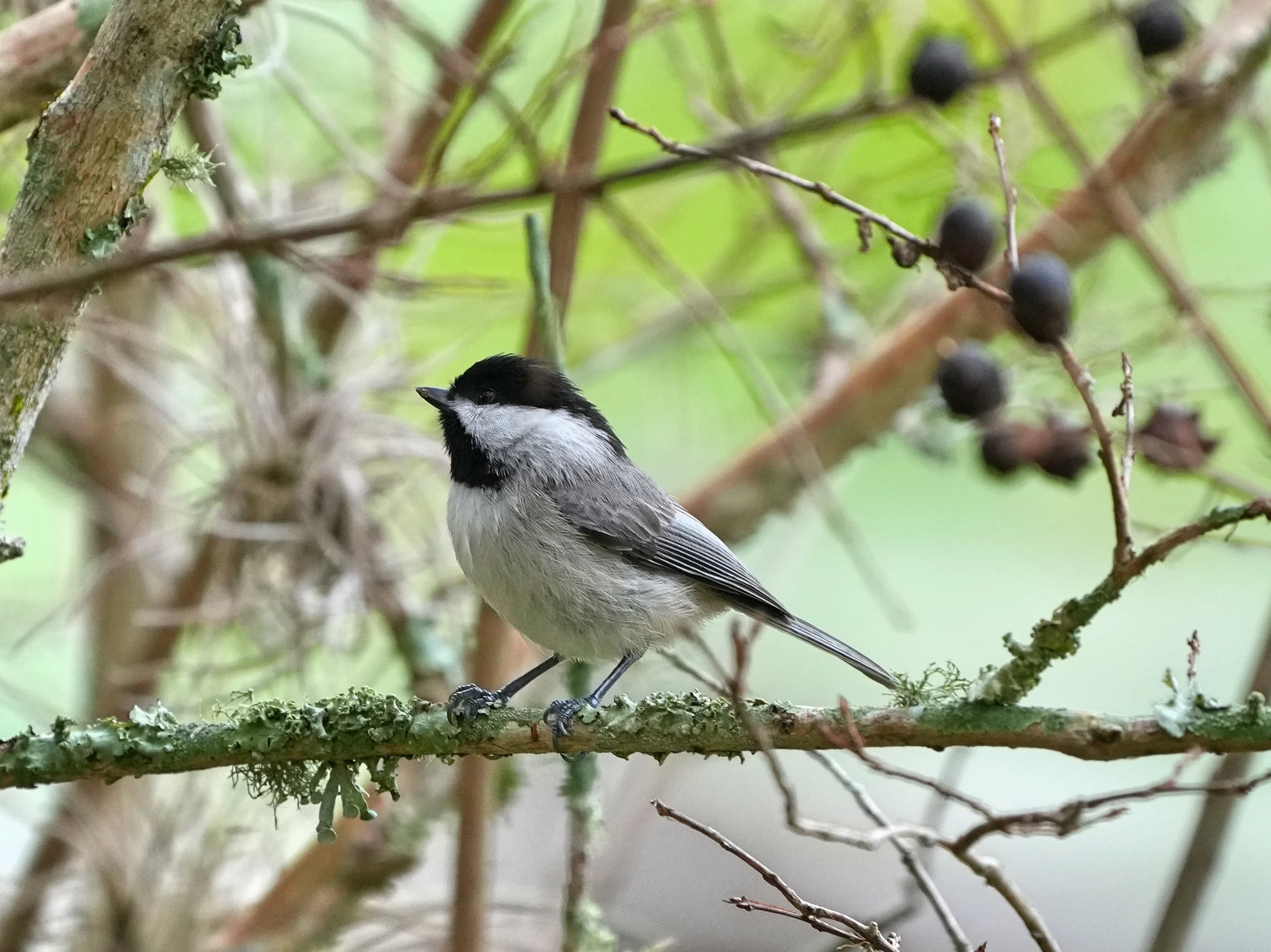 2026-1-5 - Eustis FL - Chickadee 1.jpg