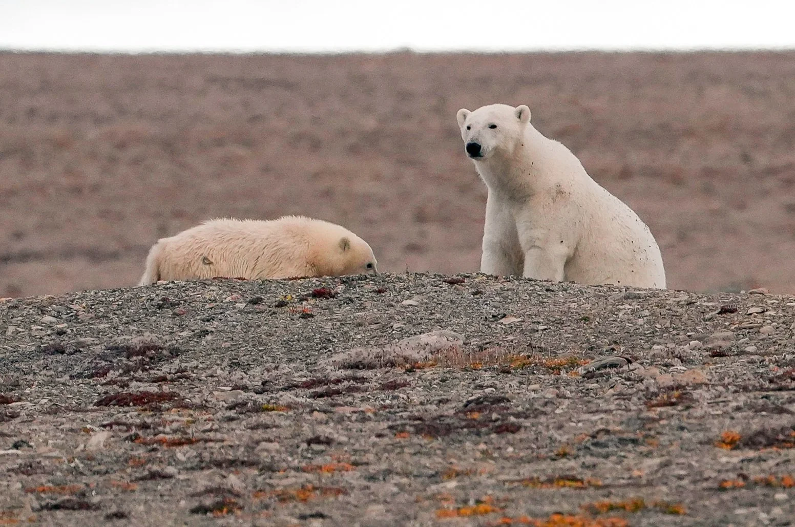 2026-8-23 - Coningham Bay - Zodiac trip - Polar Bear Mama and Cub 04 - small.jpg
