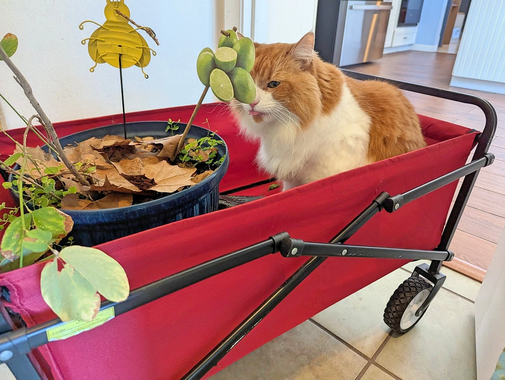 2026-1-30 - Mischief in the wagon.jpg