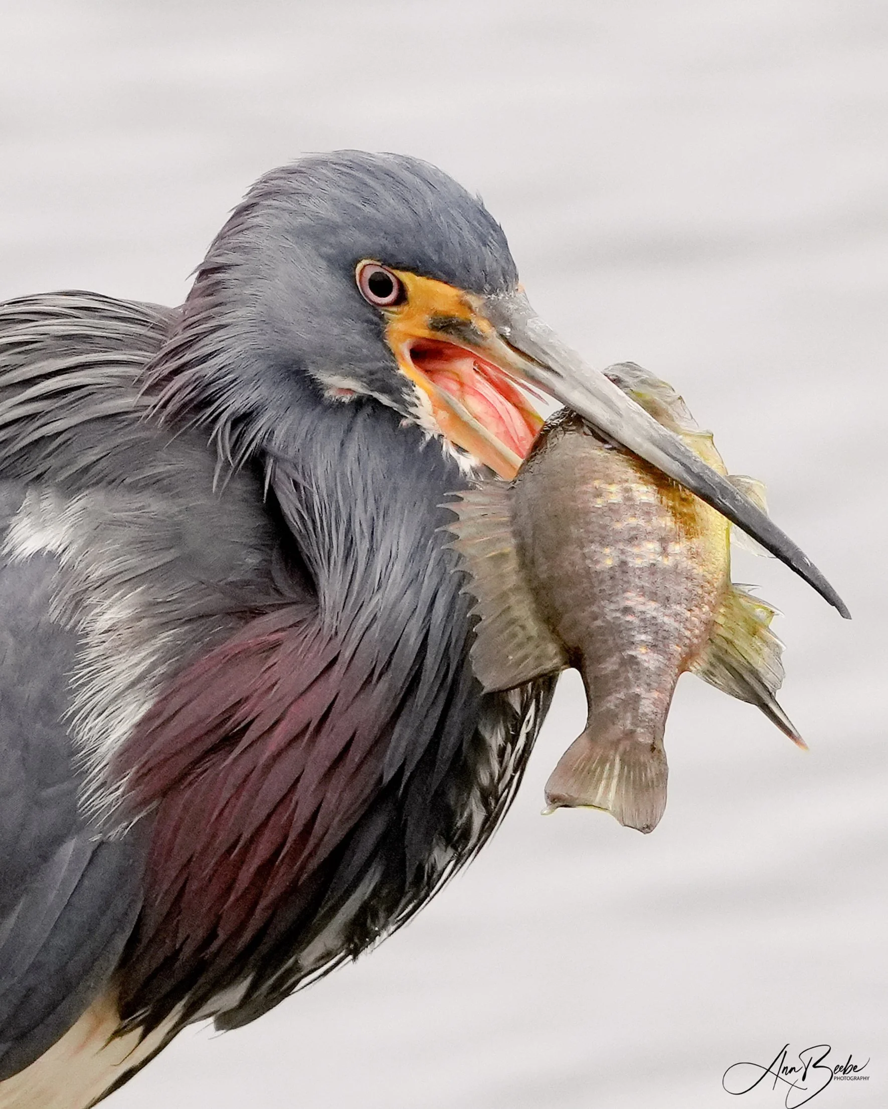 2026-2-16 - Lake Apopka Florida - Tricolor Heron with fish close up 1 - signed.jpg