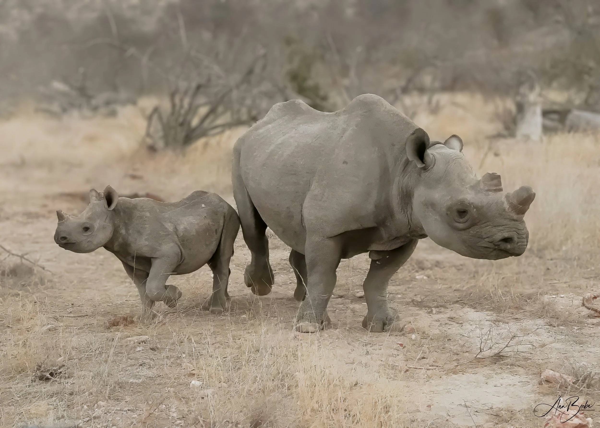 Rhino - Black Rhino with baby 3 - signed.jpg
