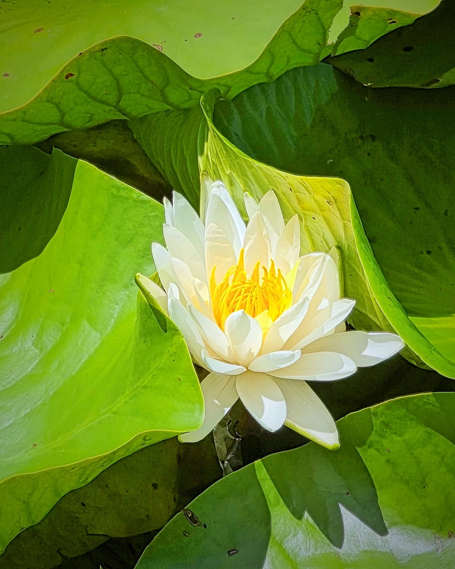 2026-7-22 - Lotus Blossom.jpg