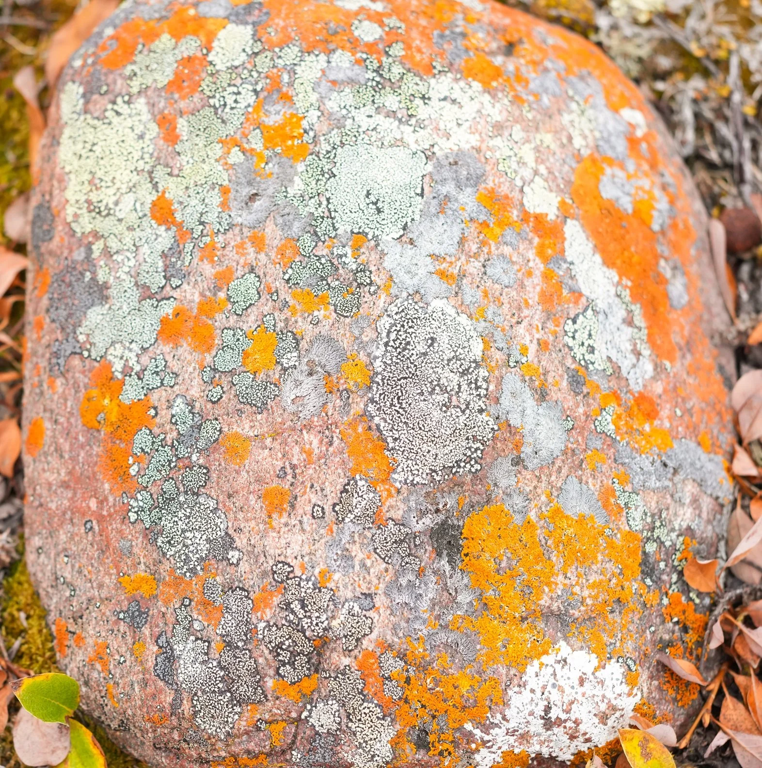 2026-8-20 - Rock covered in lichens - small.jpg