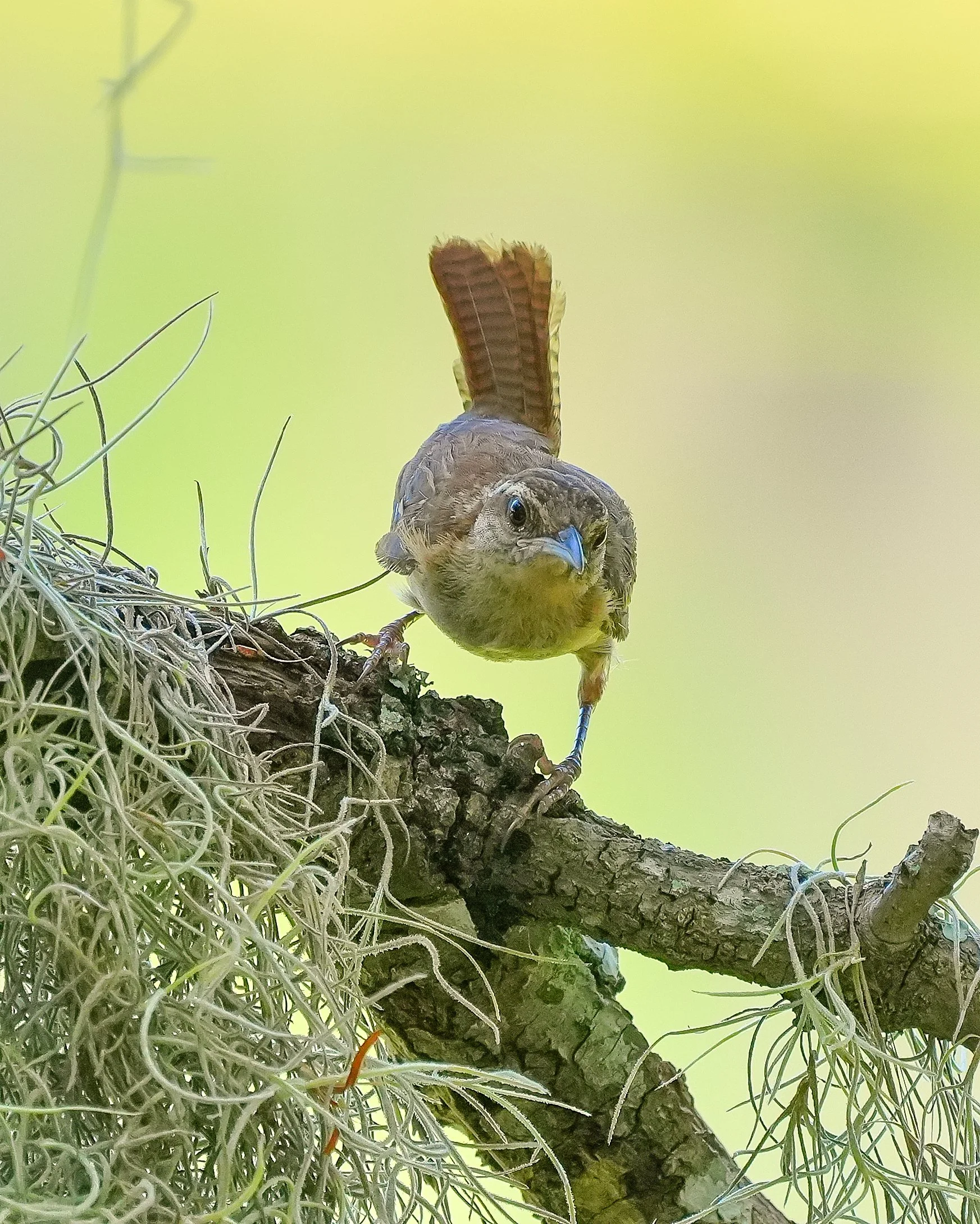 0 2026-7-23 - Wren 0.jpg