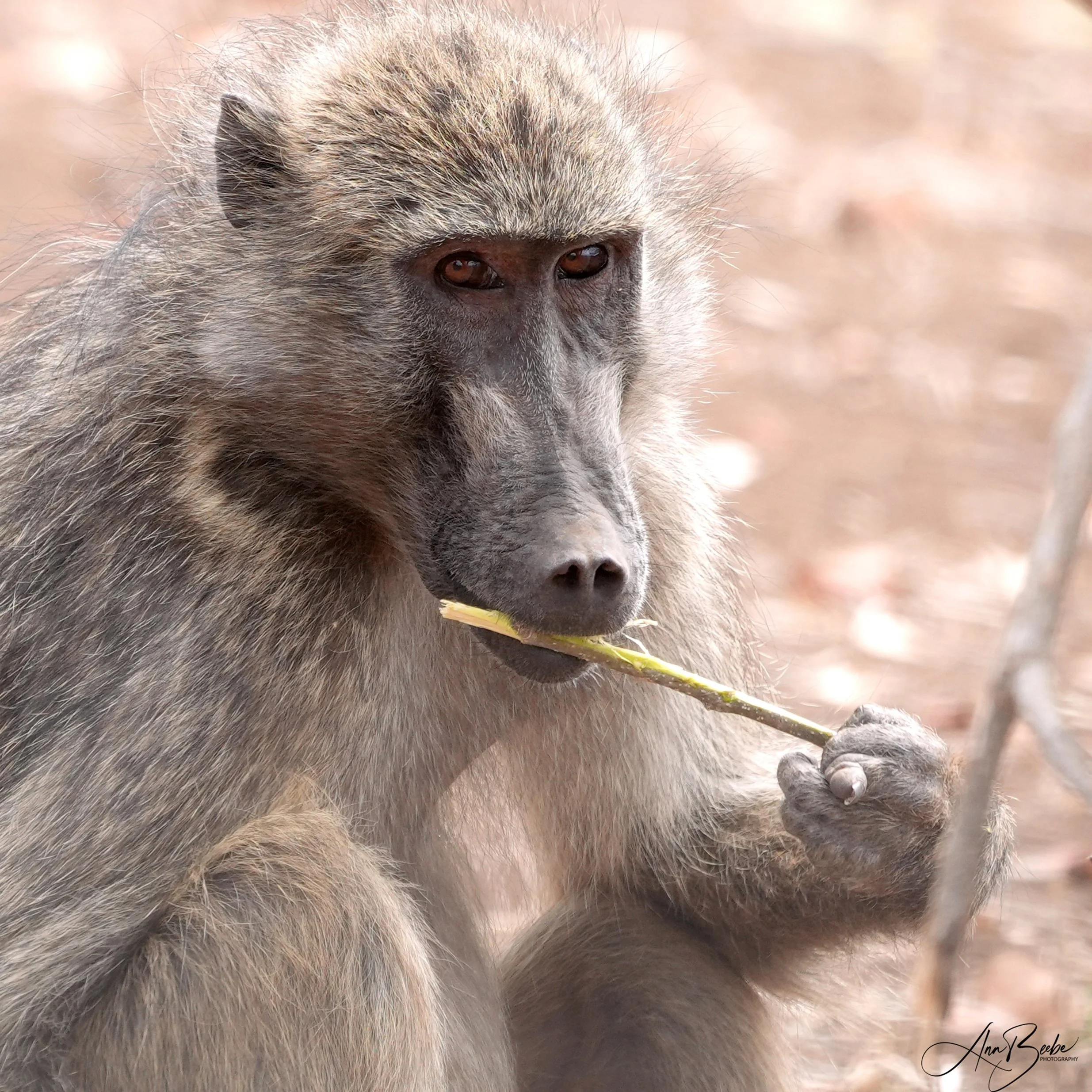 Baboon eating stick - Kruger - signed.jpg