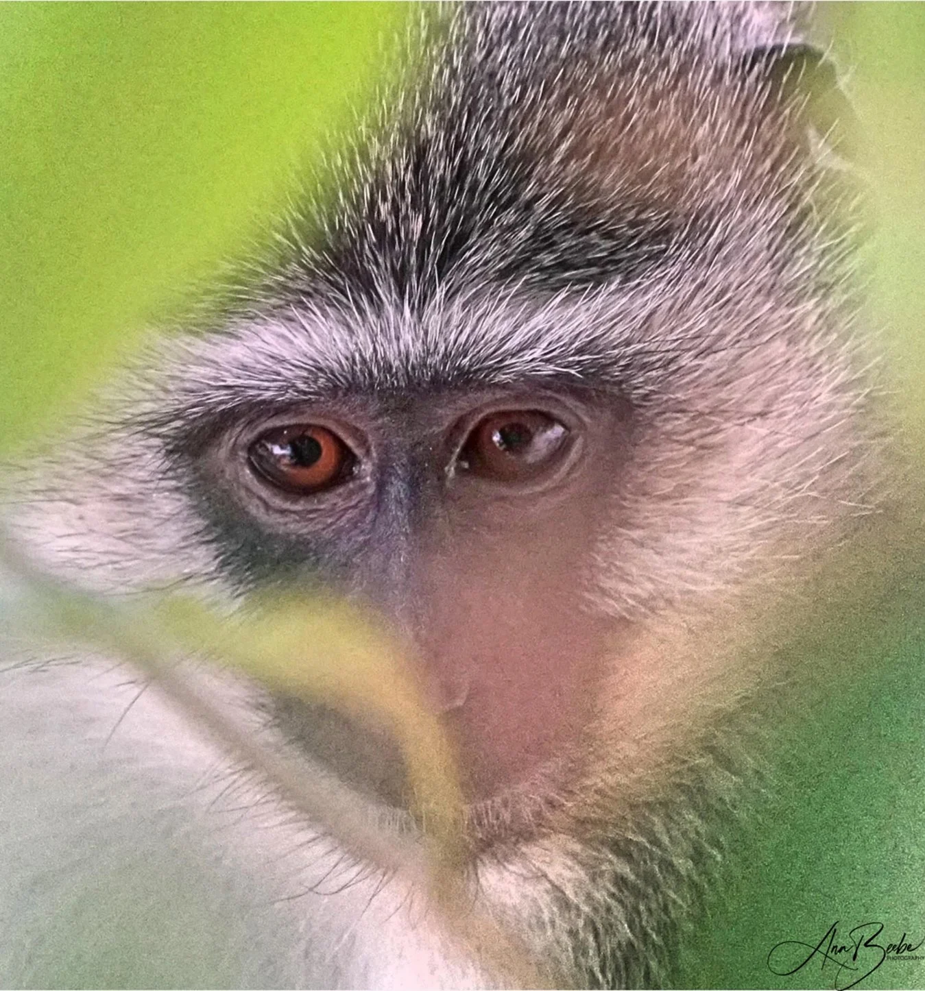 Vervet Monkey - Arathusa - signed.jpg