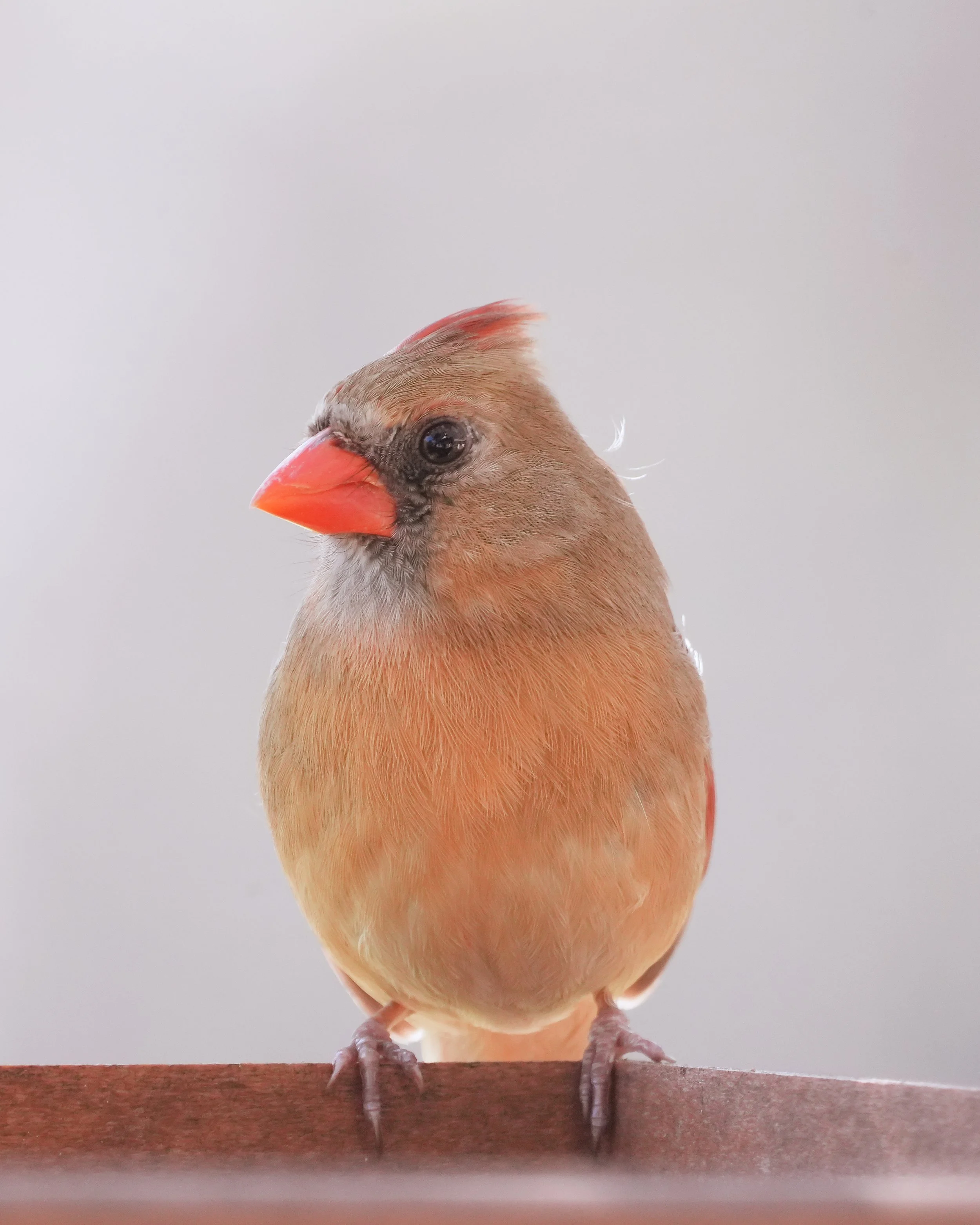 2026-2-25 - Cardinal - Female 1.jpg