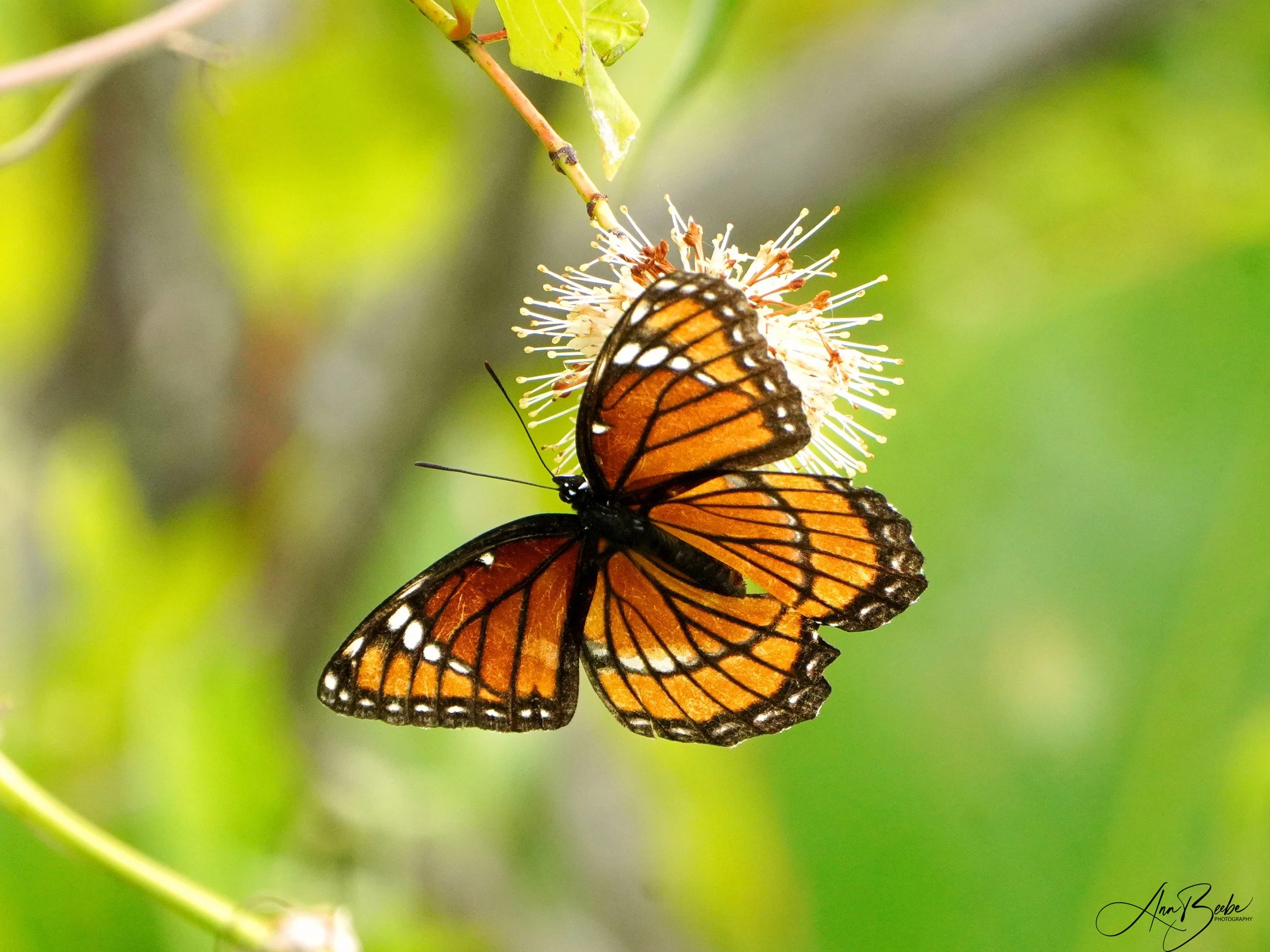 Butterfly 0 - small - signed.jpg