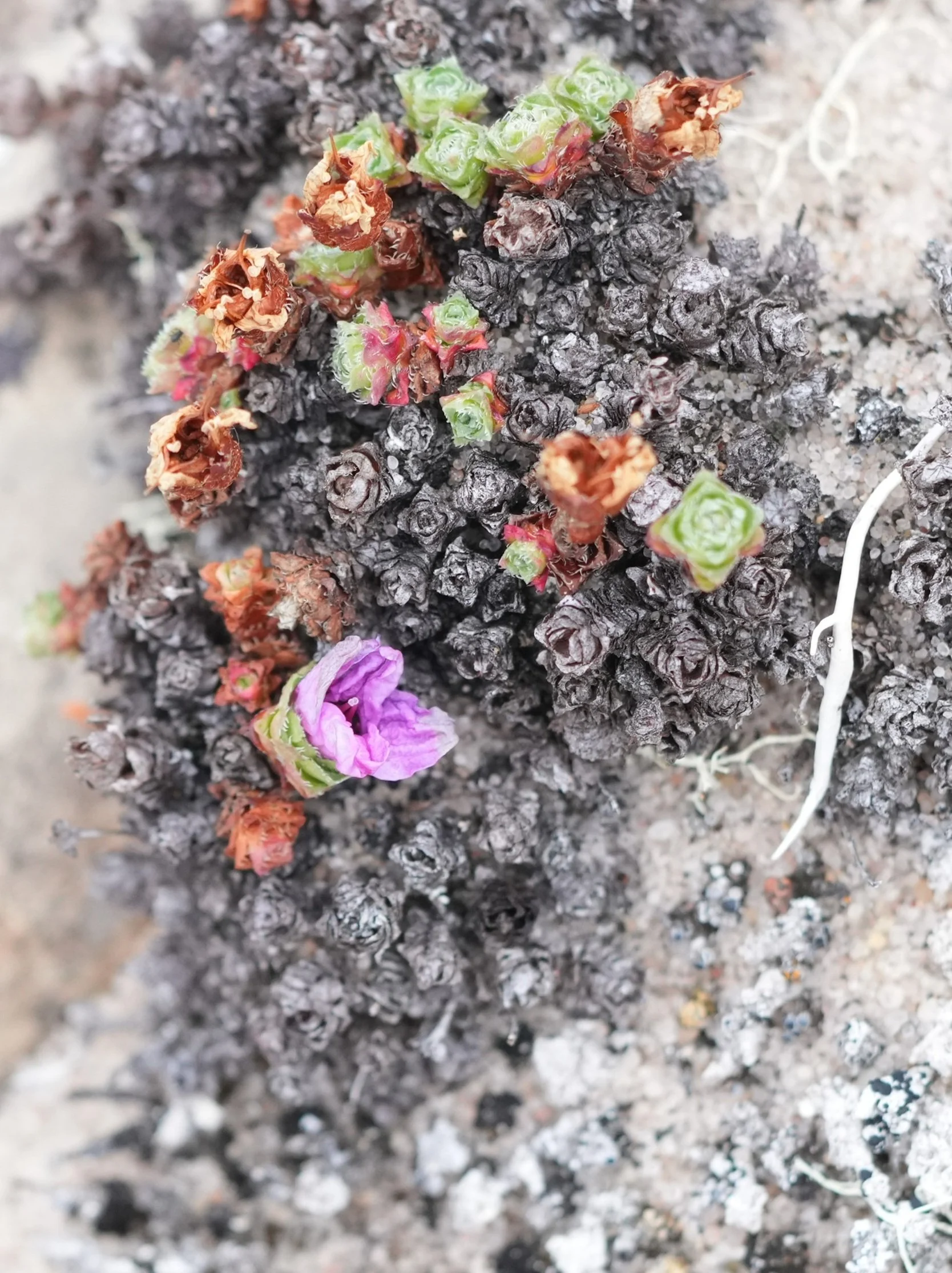 2026-8-21 - Jenny Lind Island - purple mountain saxifrage - small.jpg