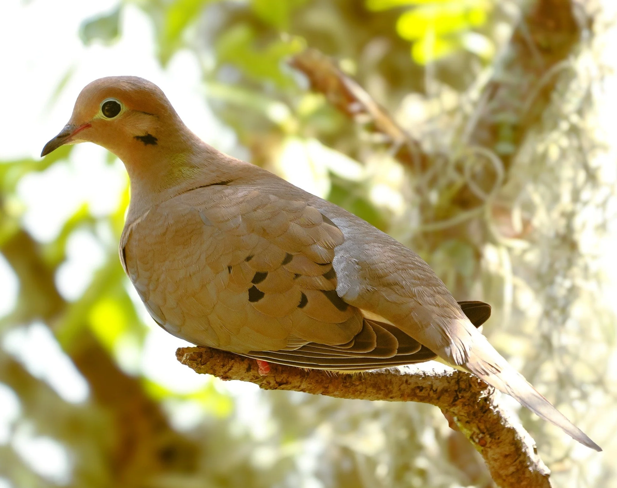 2026-4-13 - Mourning Dove in tree.jpg