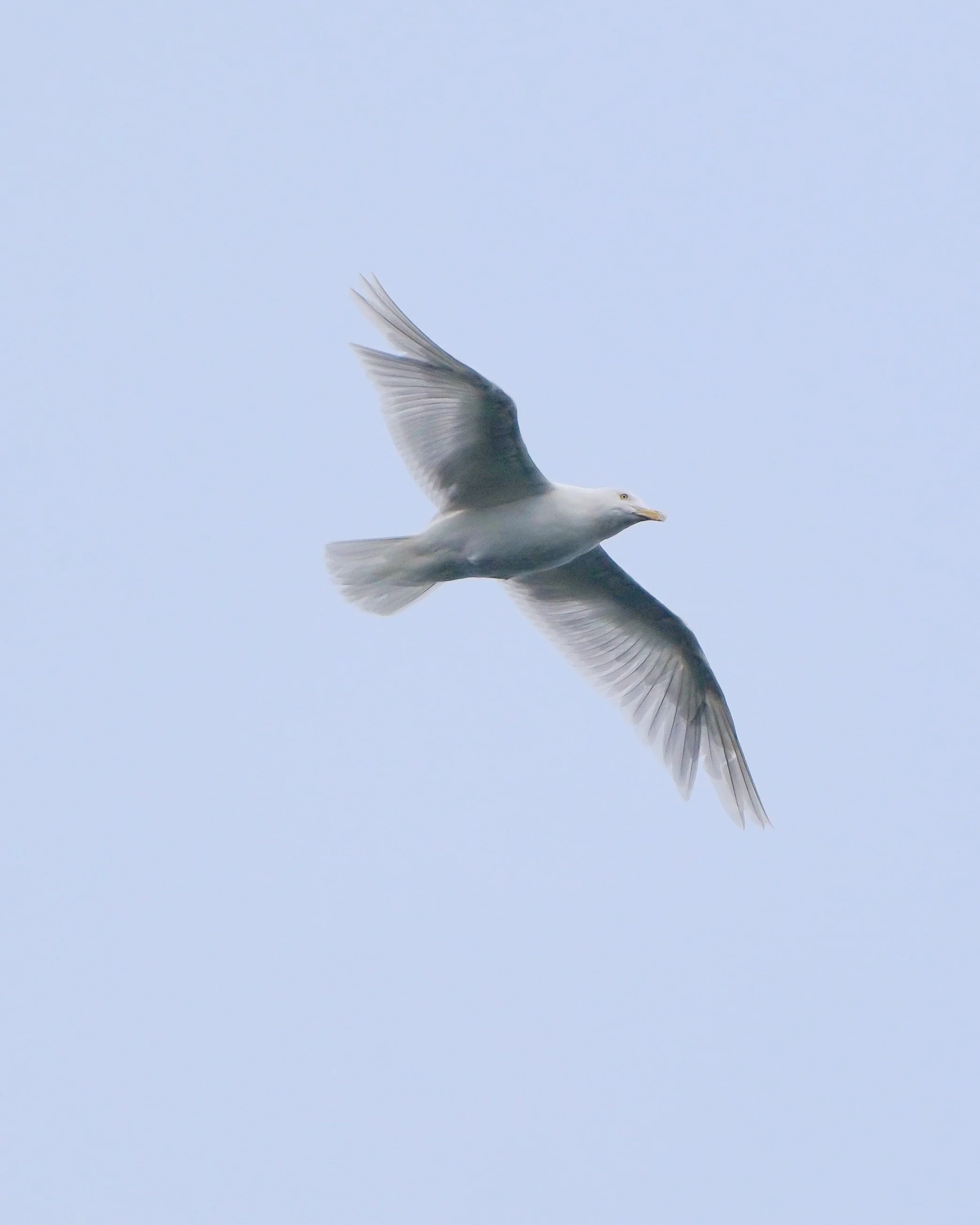 2026-9-1 - Sismiut - iceland gull 000.JPG