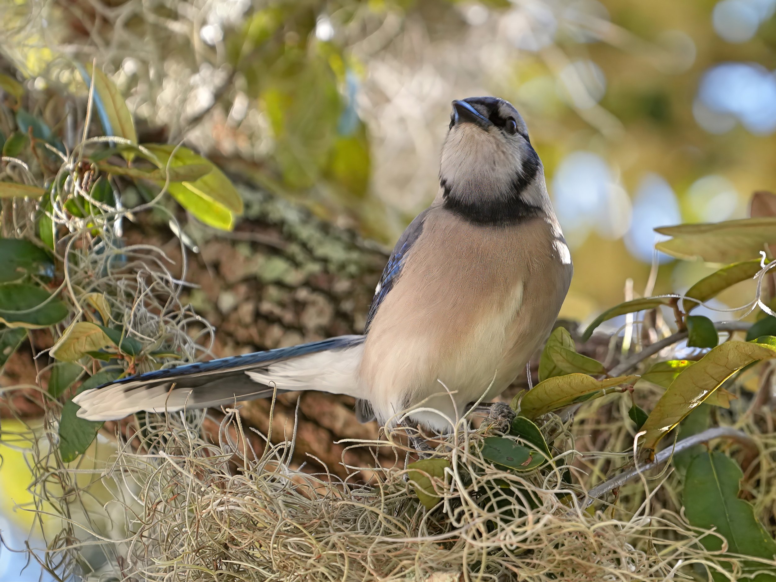 2026-1-20 - Eustis FL - Blue Jay 1.jpg