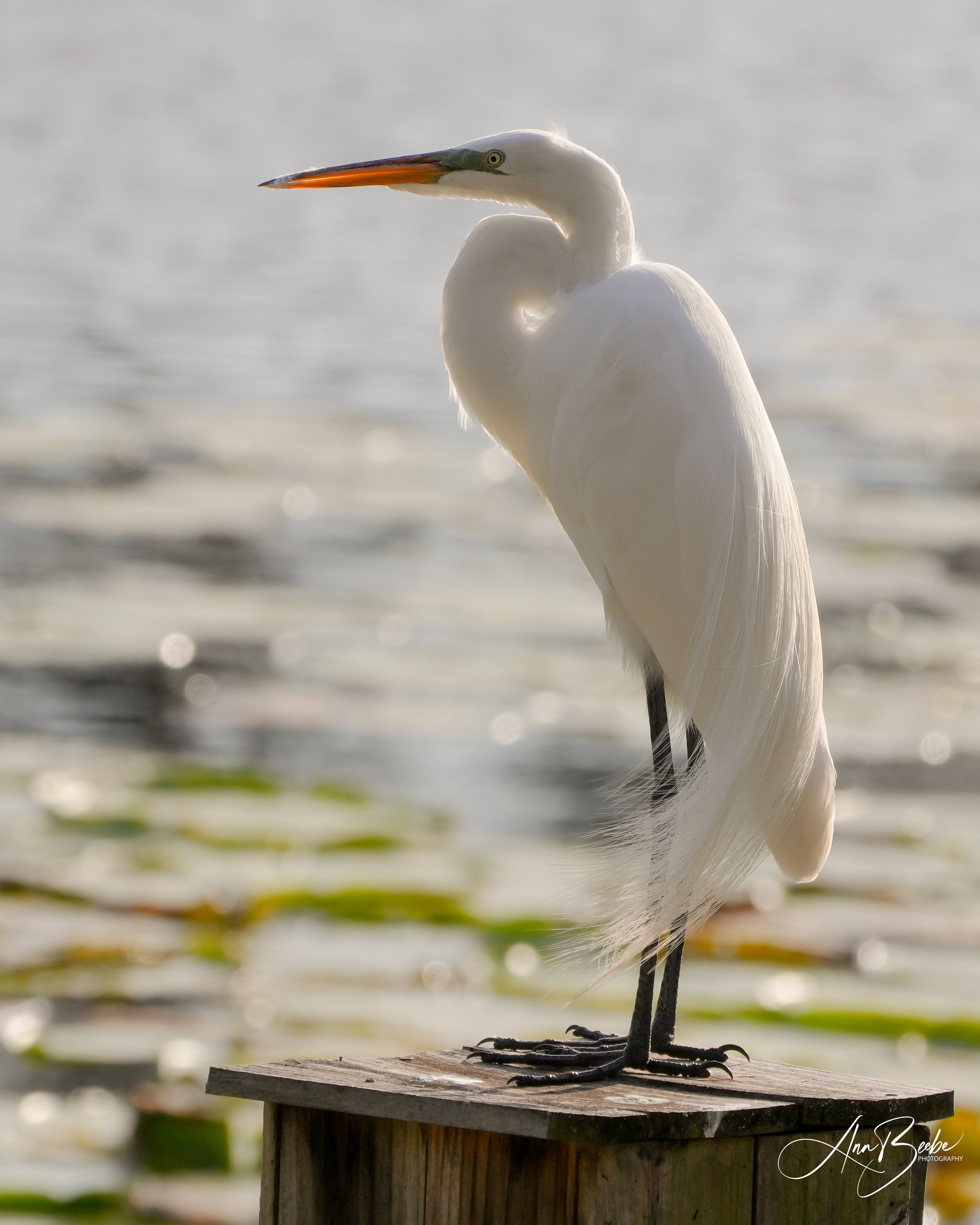 2026-2-26 - Great Egret on duck box 2.jpg