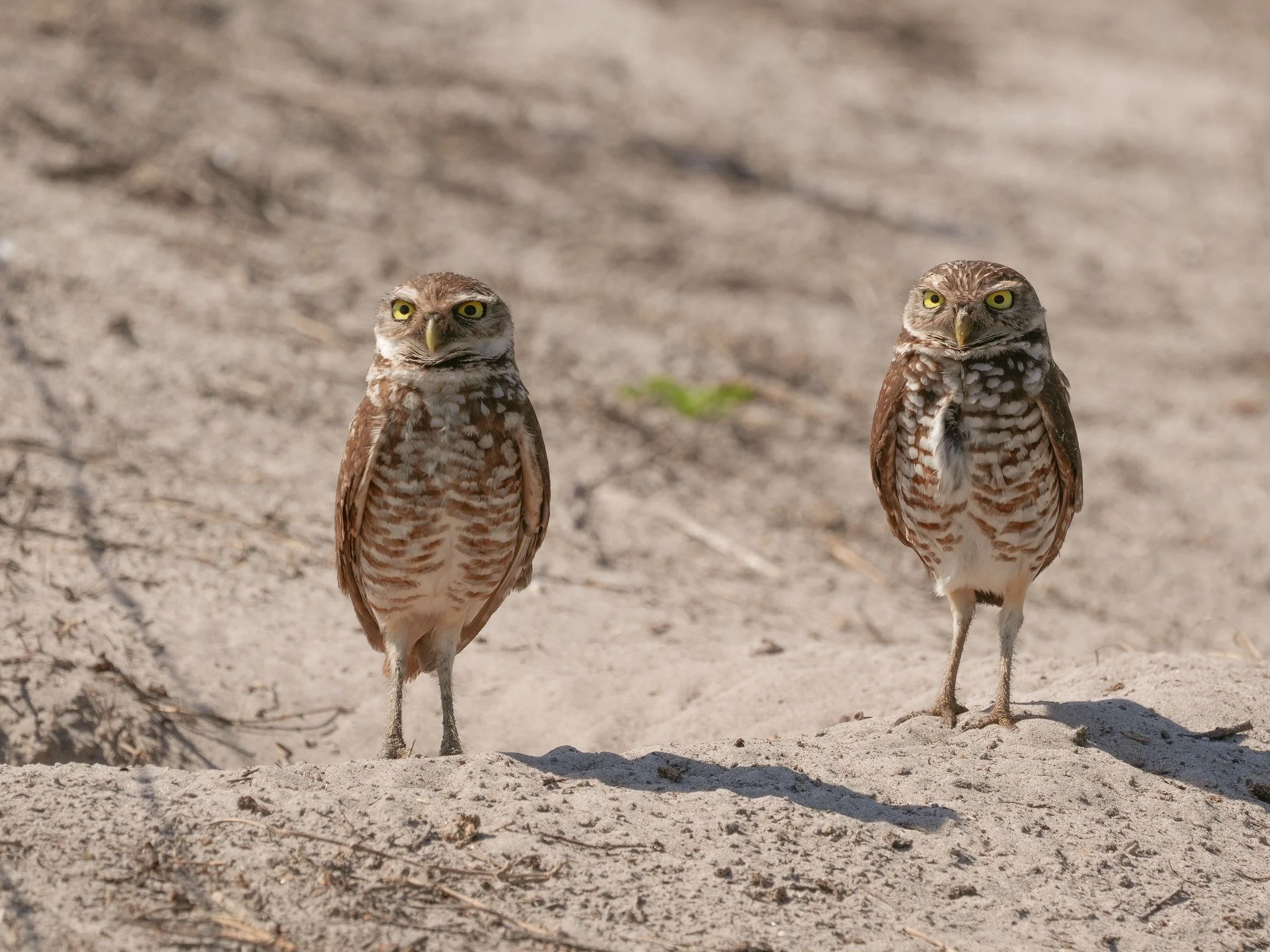 2026-3-28 - Pair of Burrowng Owls - Osceola County.jpg