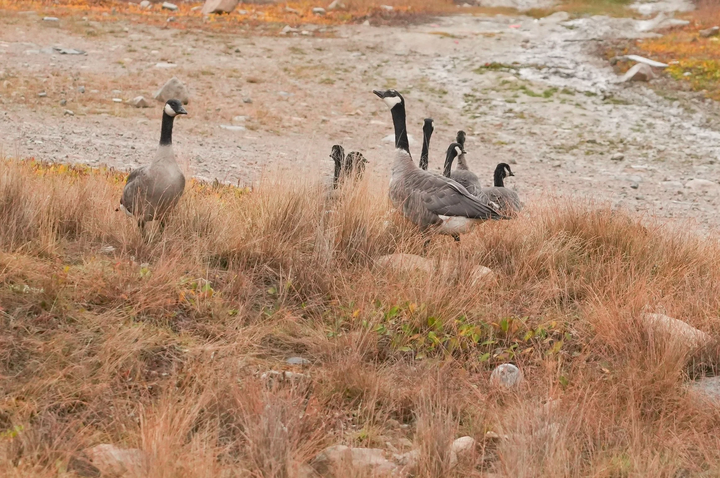 2026-8-20 - Cackling Geese 2 - small.jpg