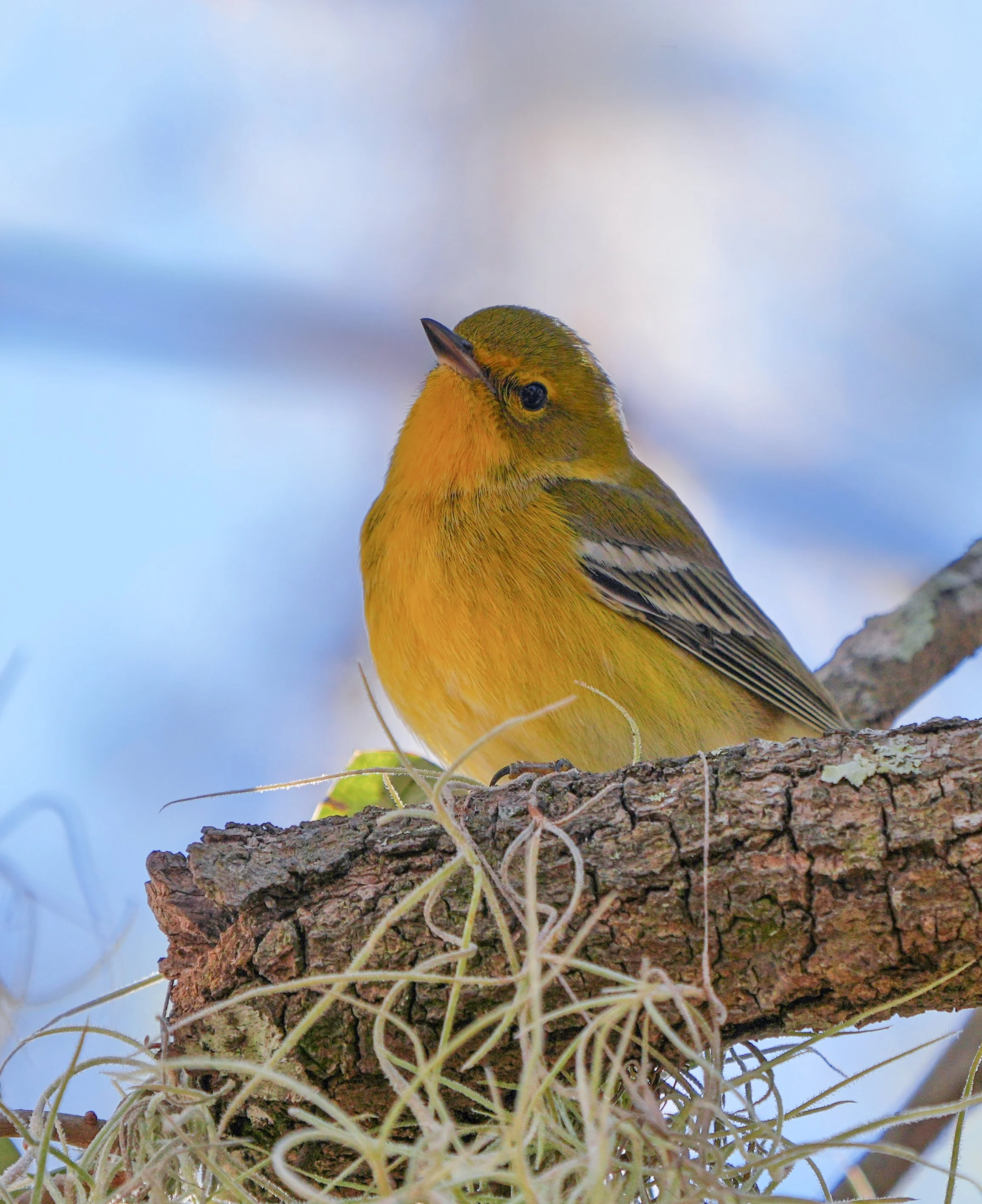 2026-1-20 - Eustis FL - Pine Warbler 0.jpg