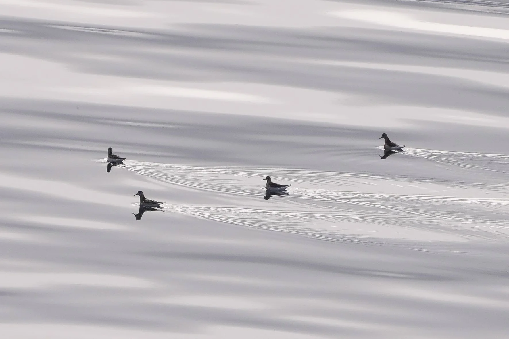 2026-8-23 - Bellot Strait approach - what birds 1.JPG