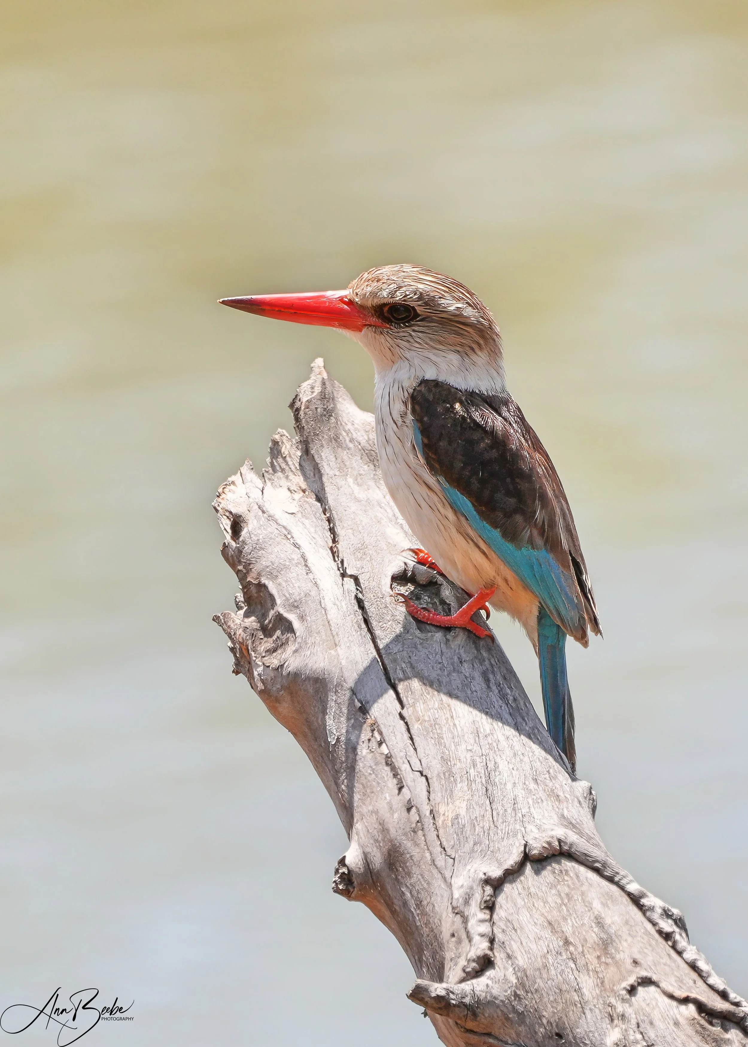 Brown-hooded Kingfisher 2 - signed.jpg