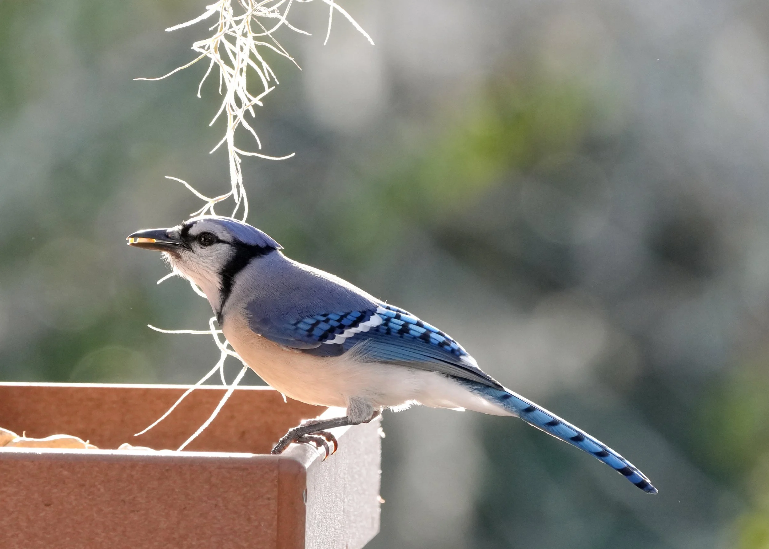 Day 31: I finally got a photo of the elusive Blue Jay who has been visiting my feeders! Unlike most neighborhood corvids, this guy is very shy. I finally got the photo by using my garage as a hide and shooting out the window. 